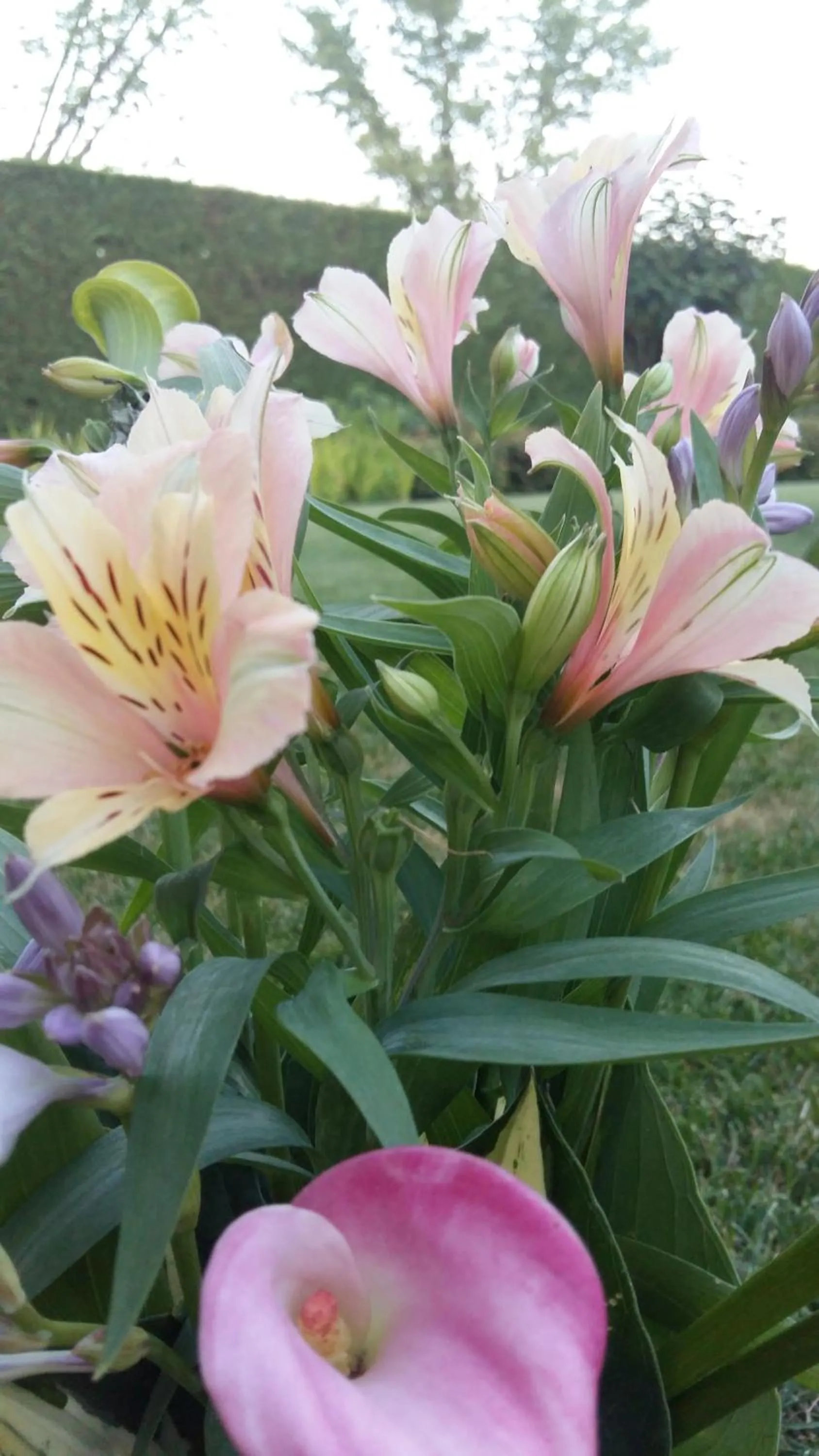 Garden in La Casa di Linda