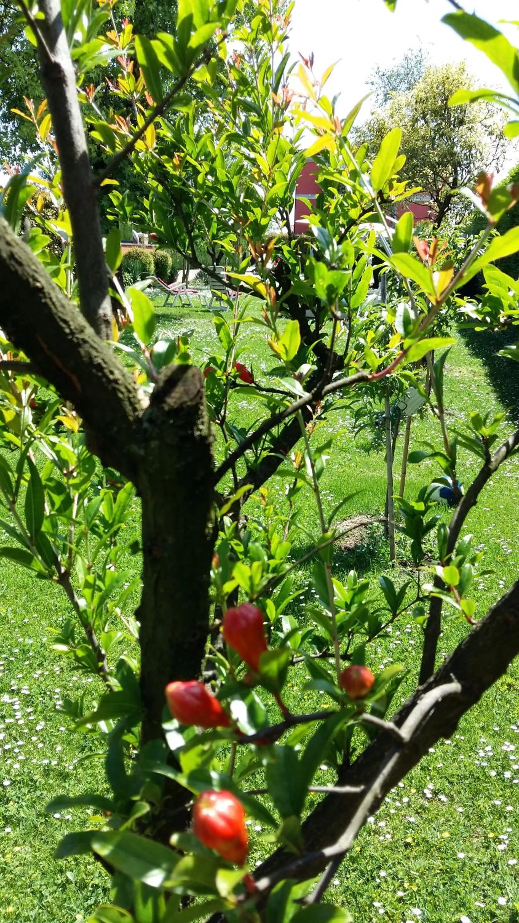 Garden in La Casa di Linda