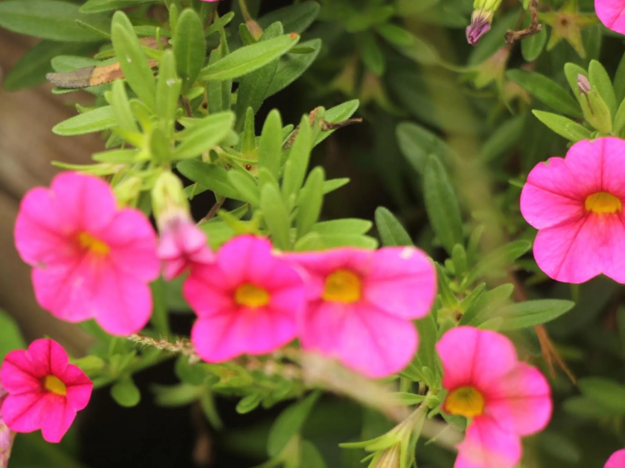 Decorative detail, Garden in Lodge Yukiyama