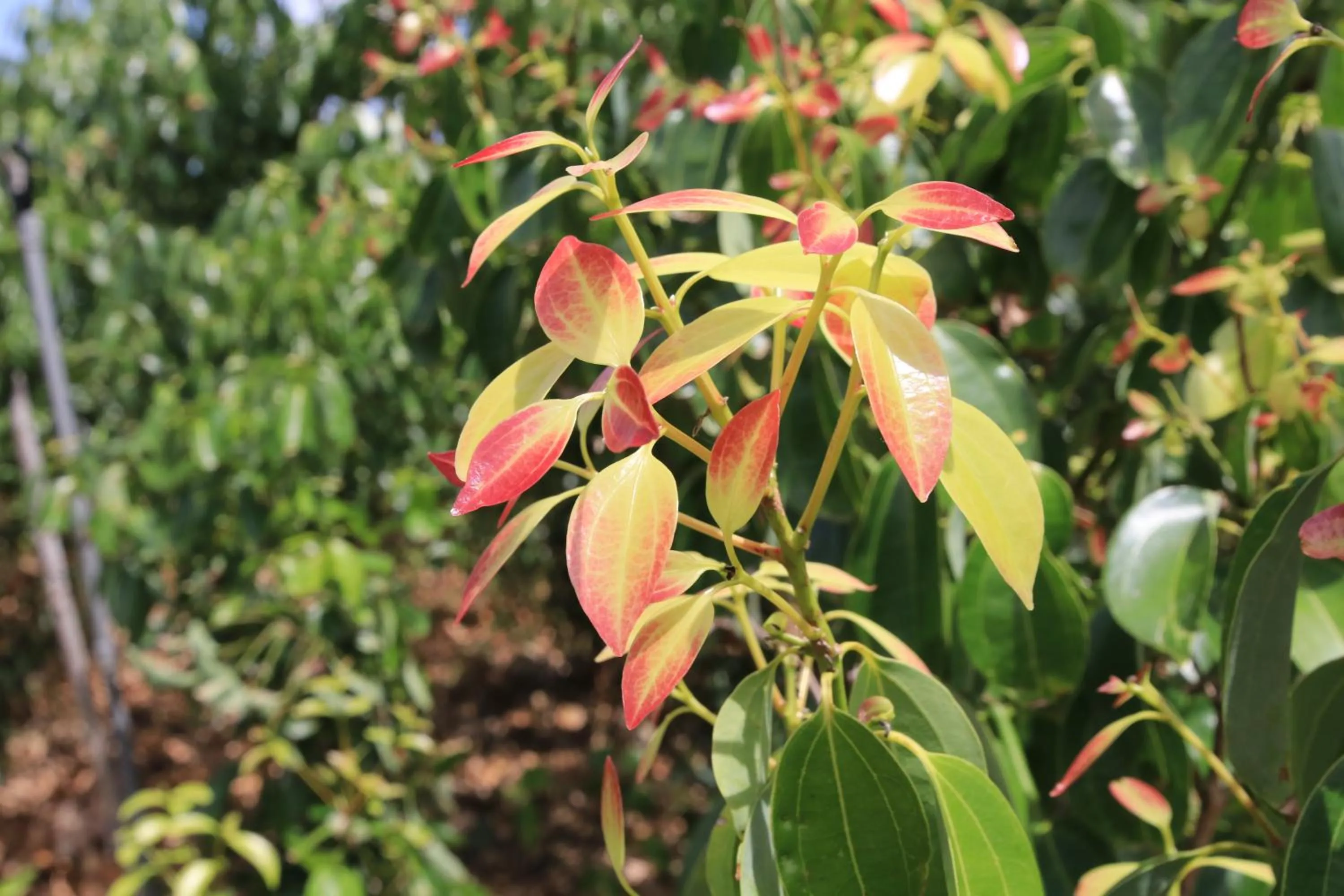 Activities in Mailagama Cinnamon Residence