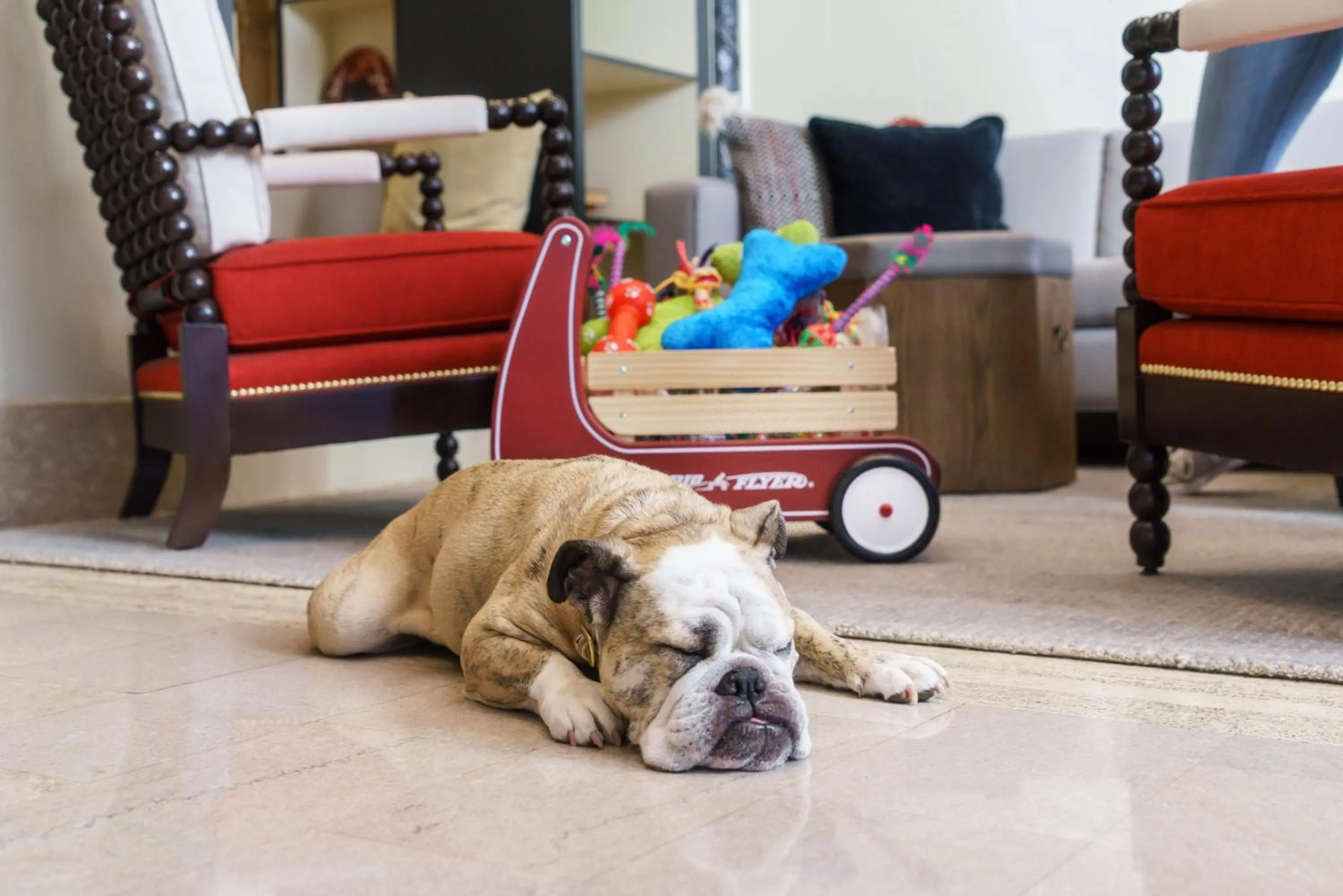 Pets in Hotel Spero, Vignette Collection by IHG