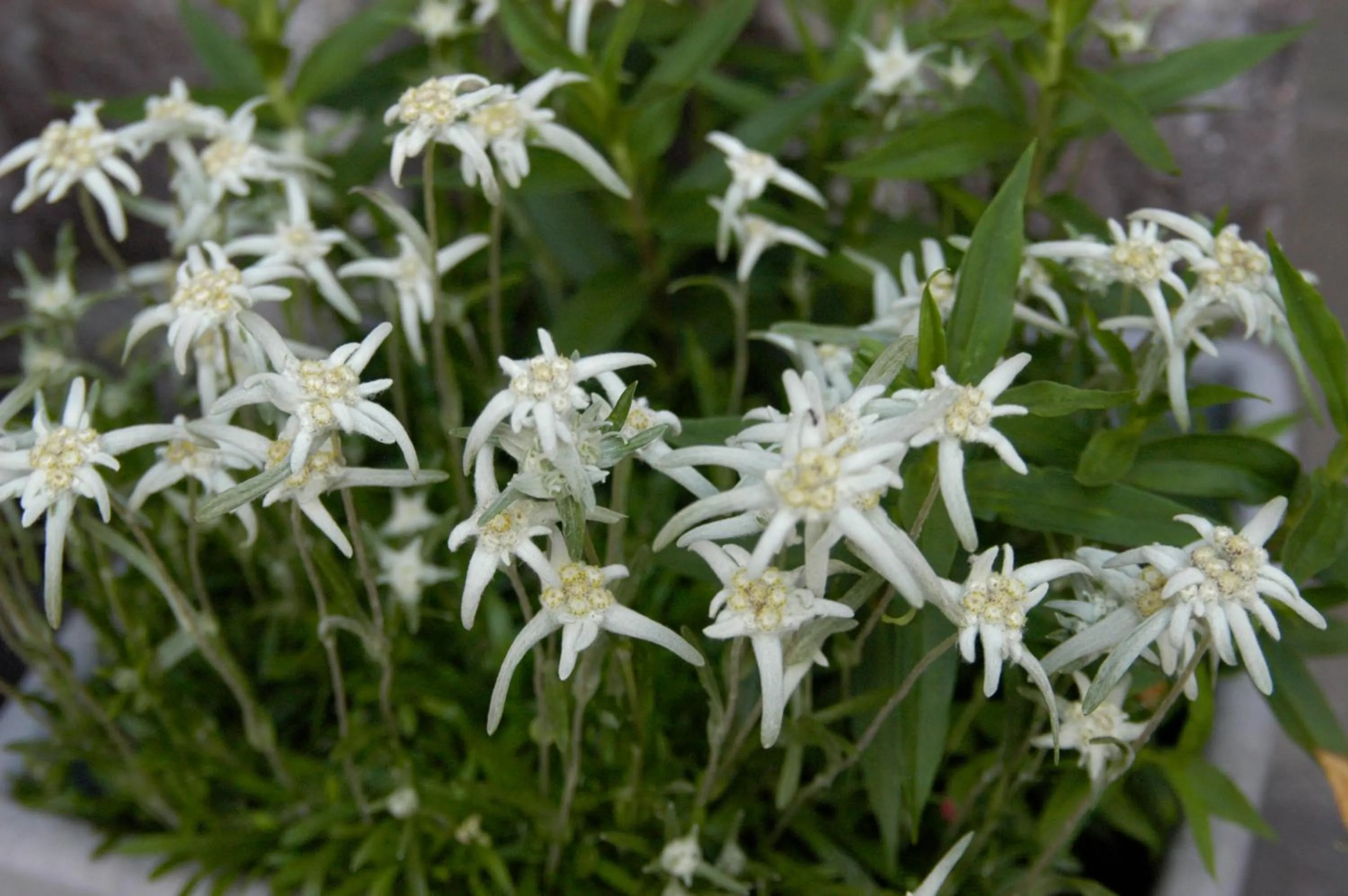 Spring in Debra Park Hotel