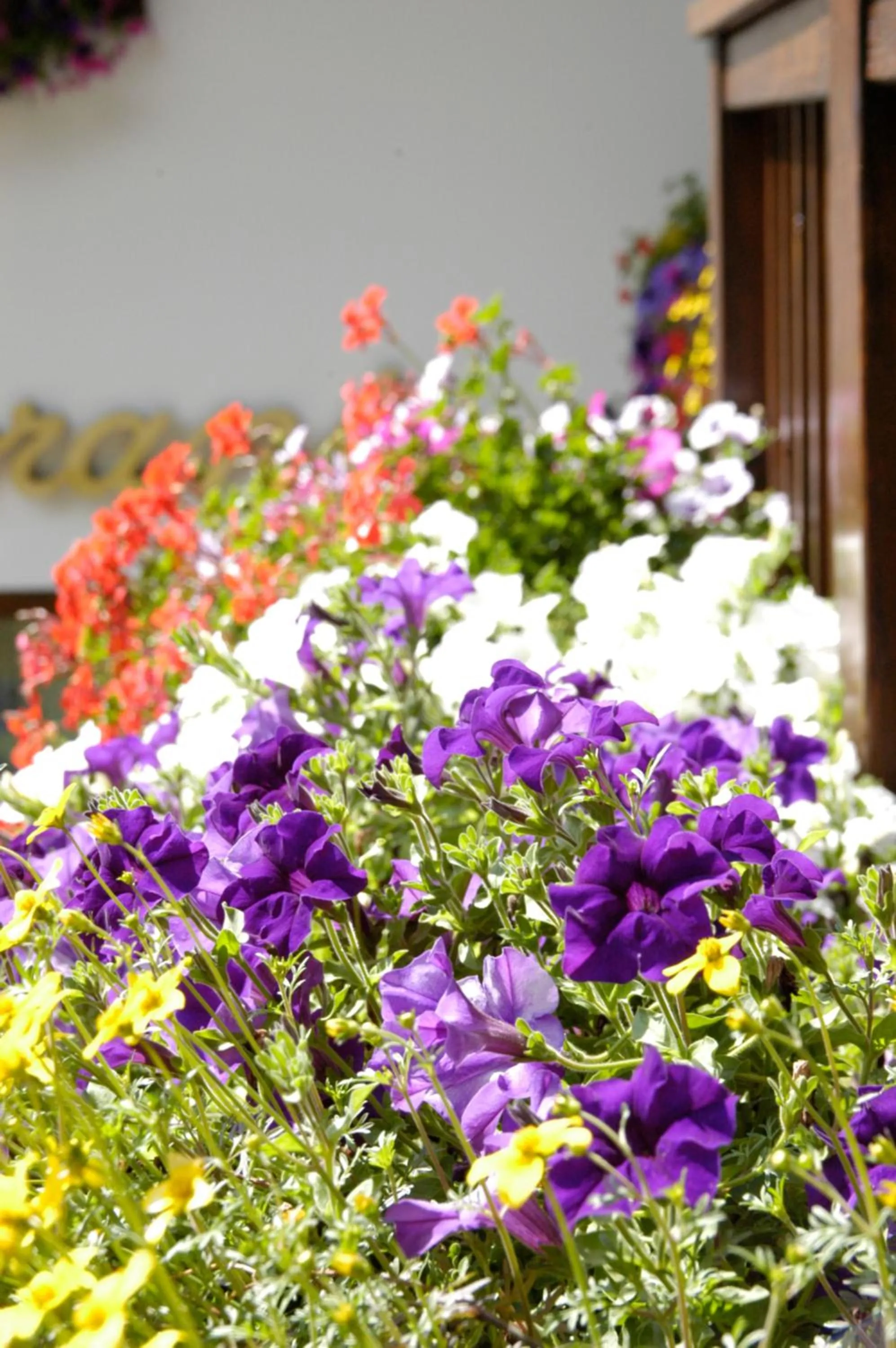 Spring in Debra Park Hotel