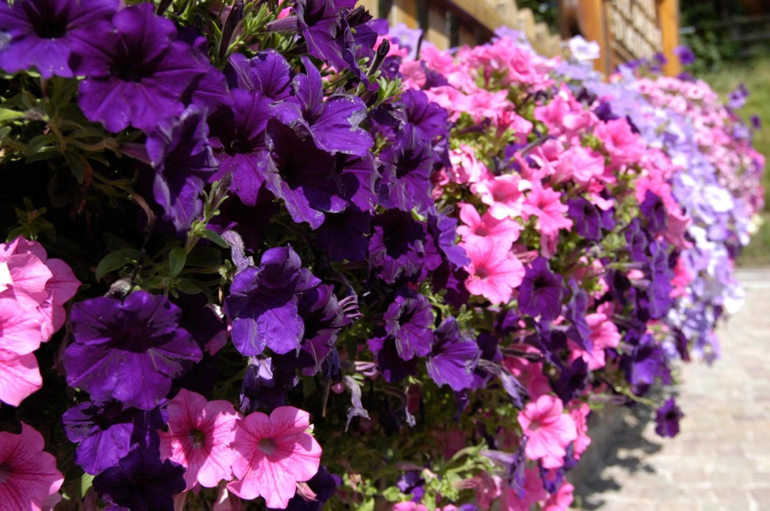 Decorative detail in Debra Park Hotel