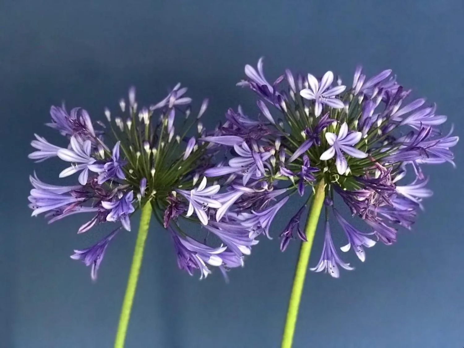 Decorative detail in Quinta Bogesi