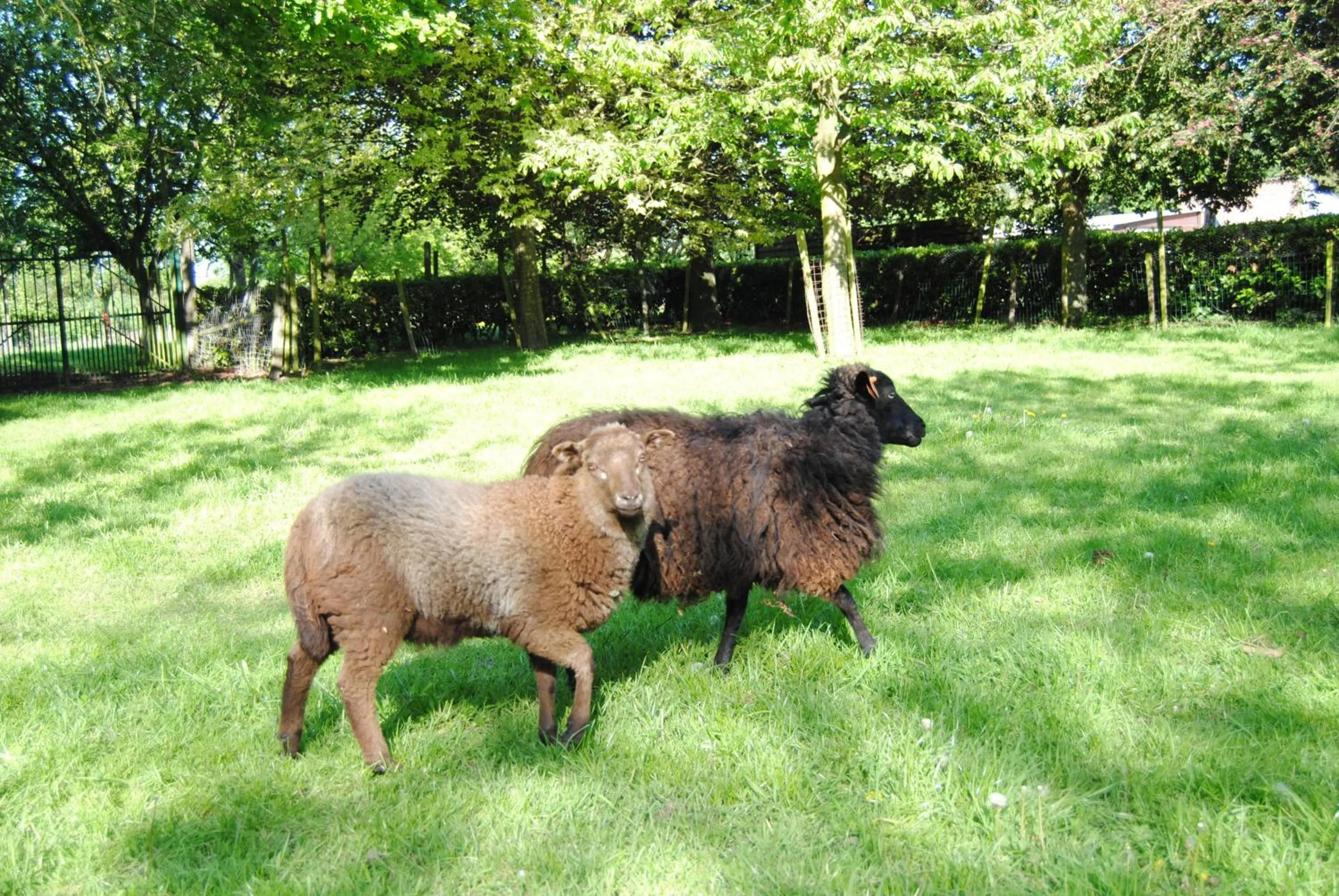 Pets in B&B Het Loonderhof