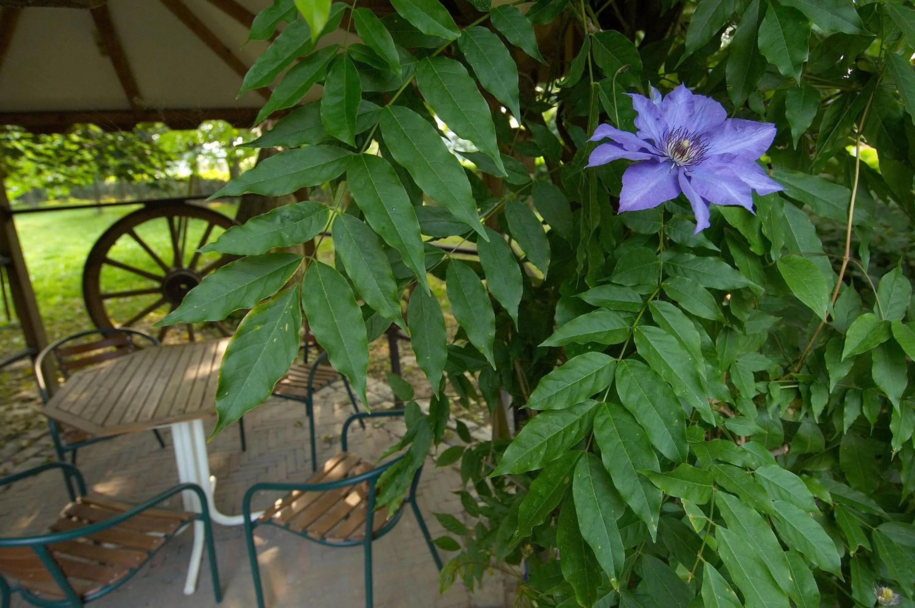 Garden in B&B Het Loonderhof