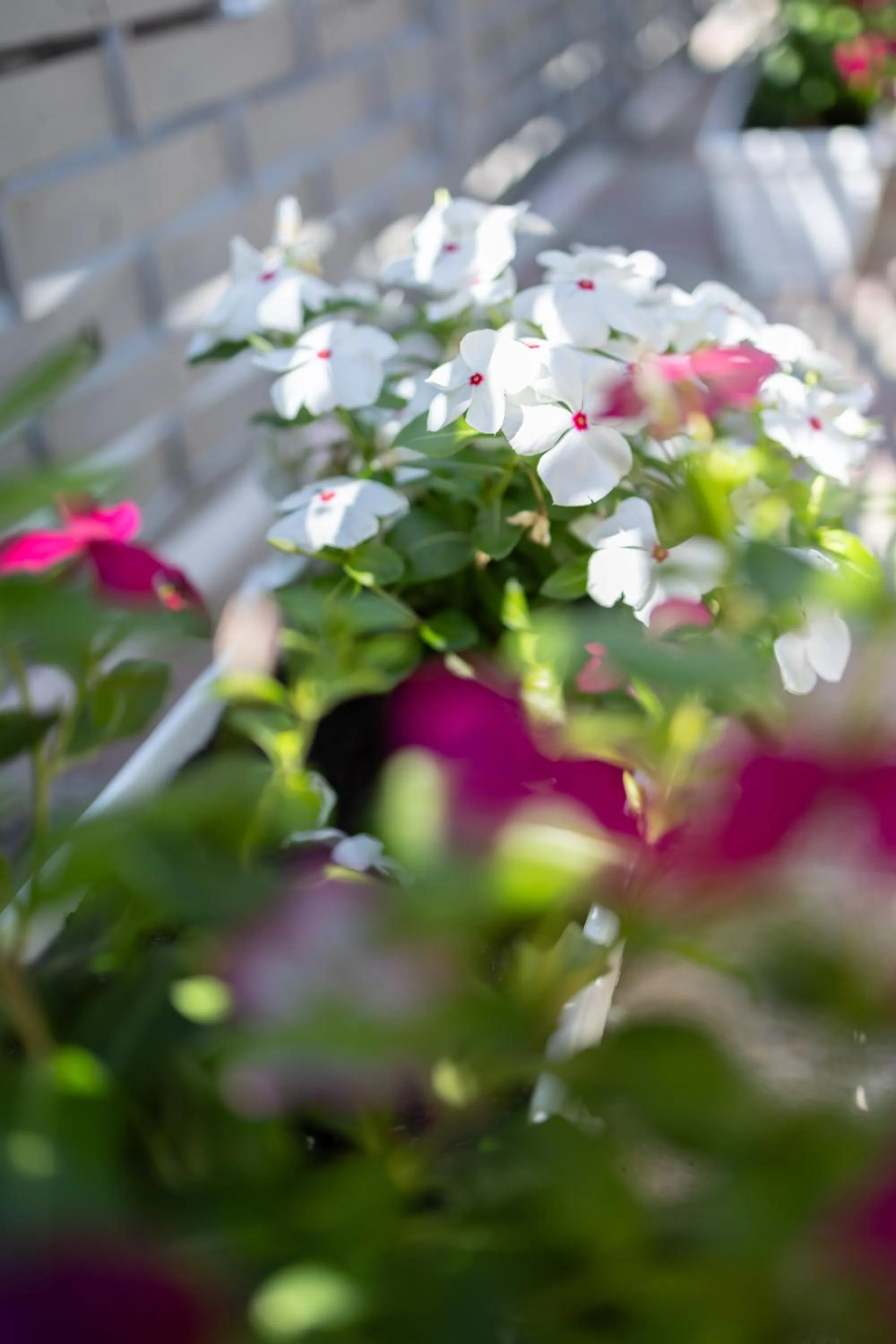 Garden in Hotel Liqeni