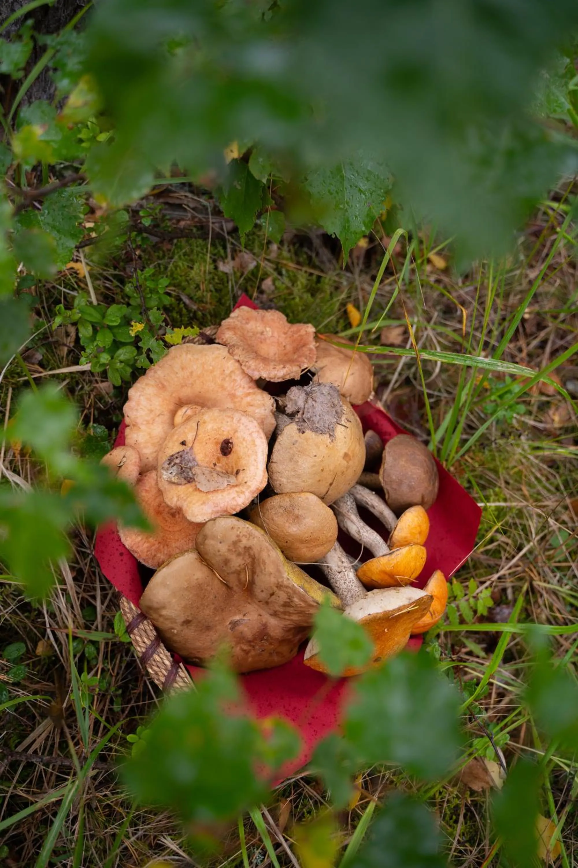 Neighbourhood in Holiday Village Kukkapää