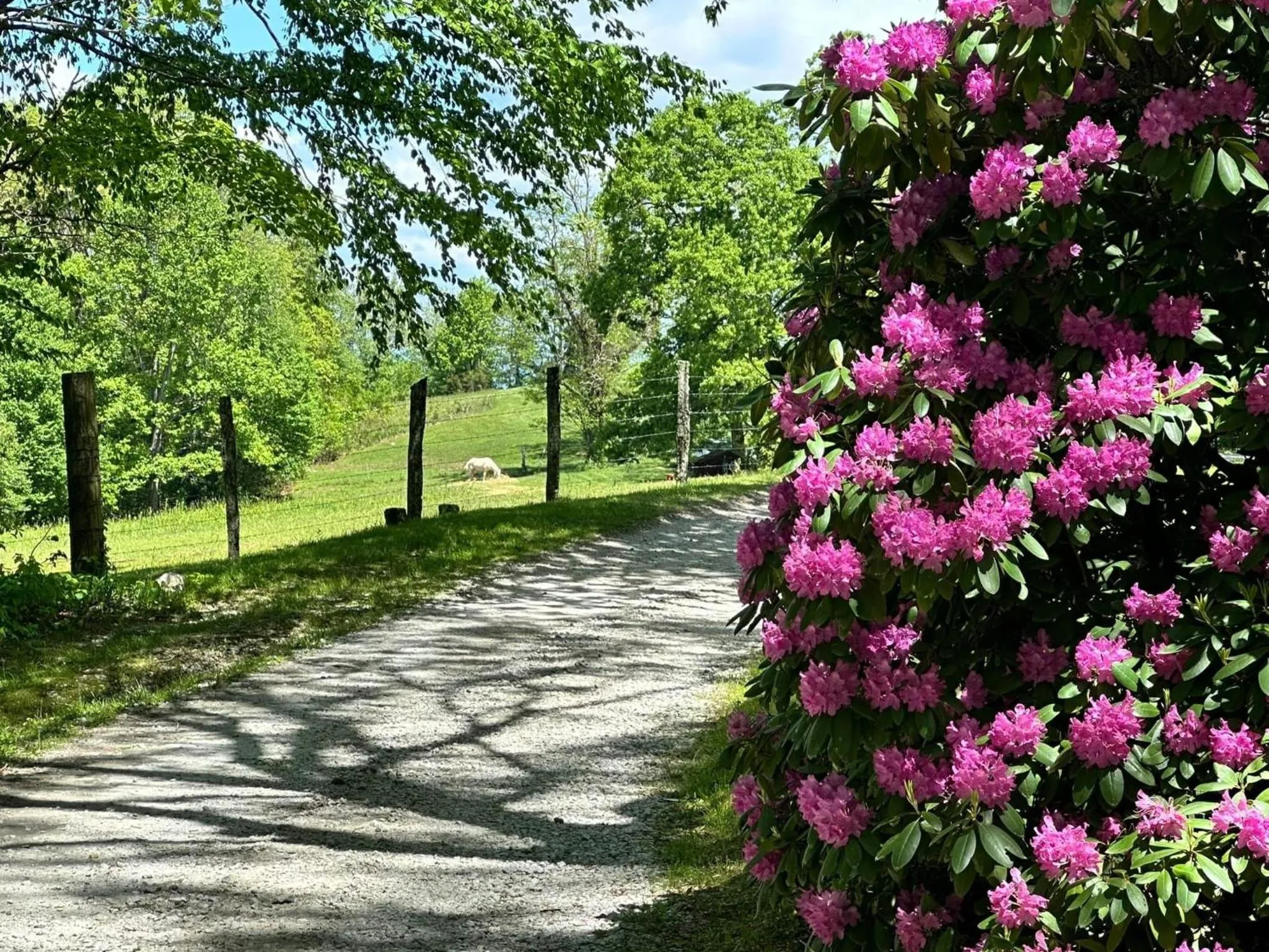 Other in Fire Mountain