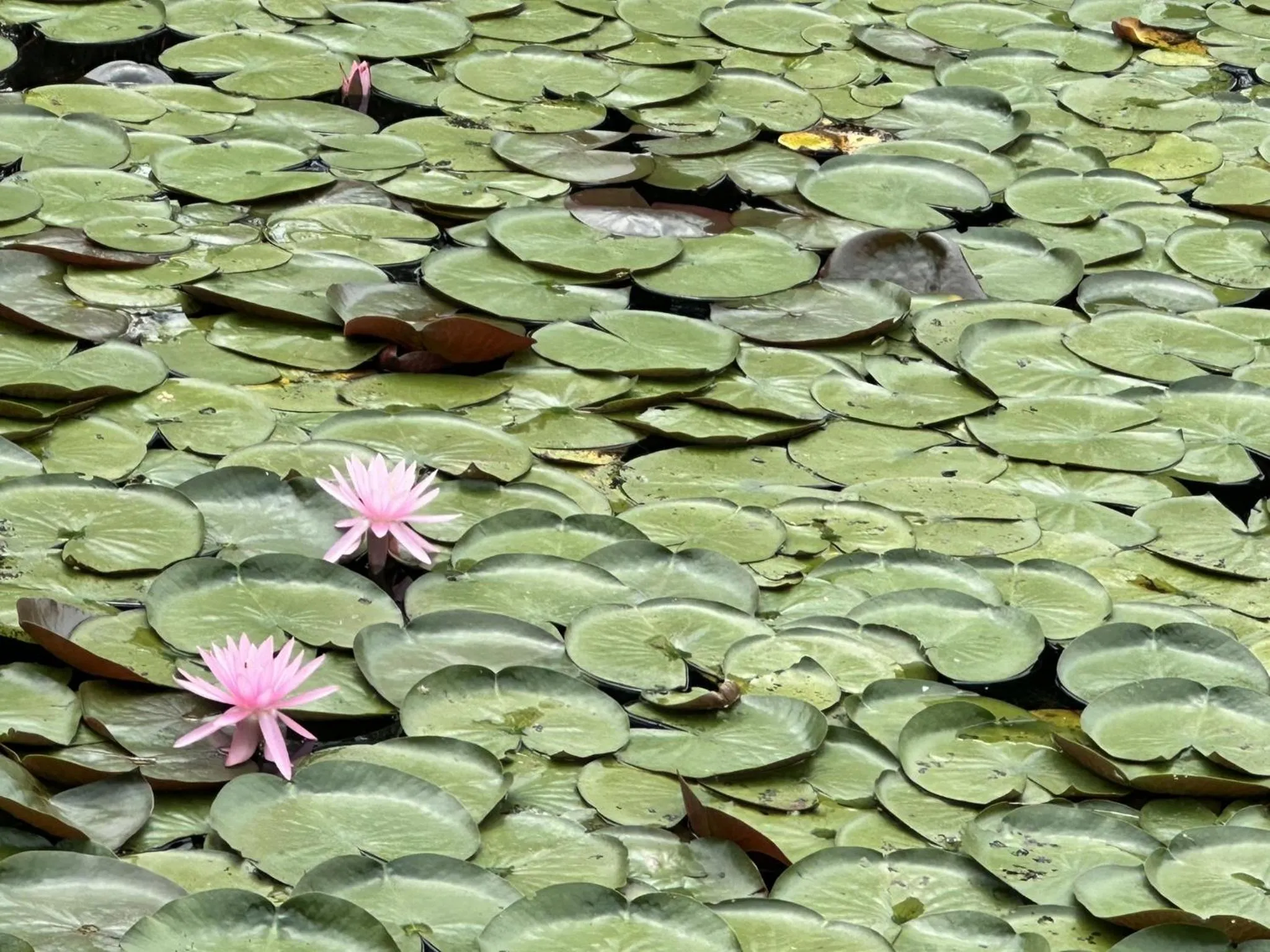 Other in Fire Mountain