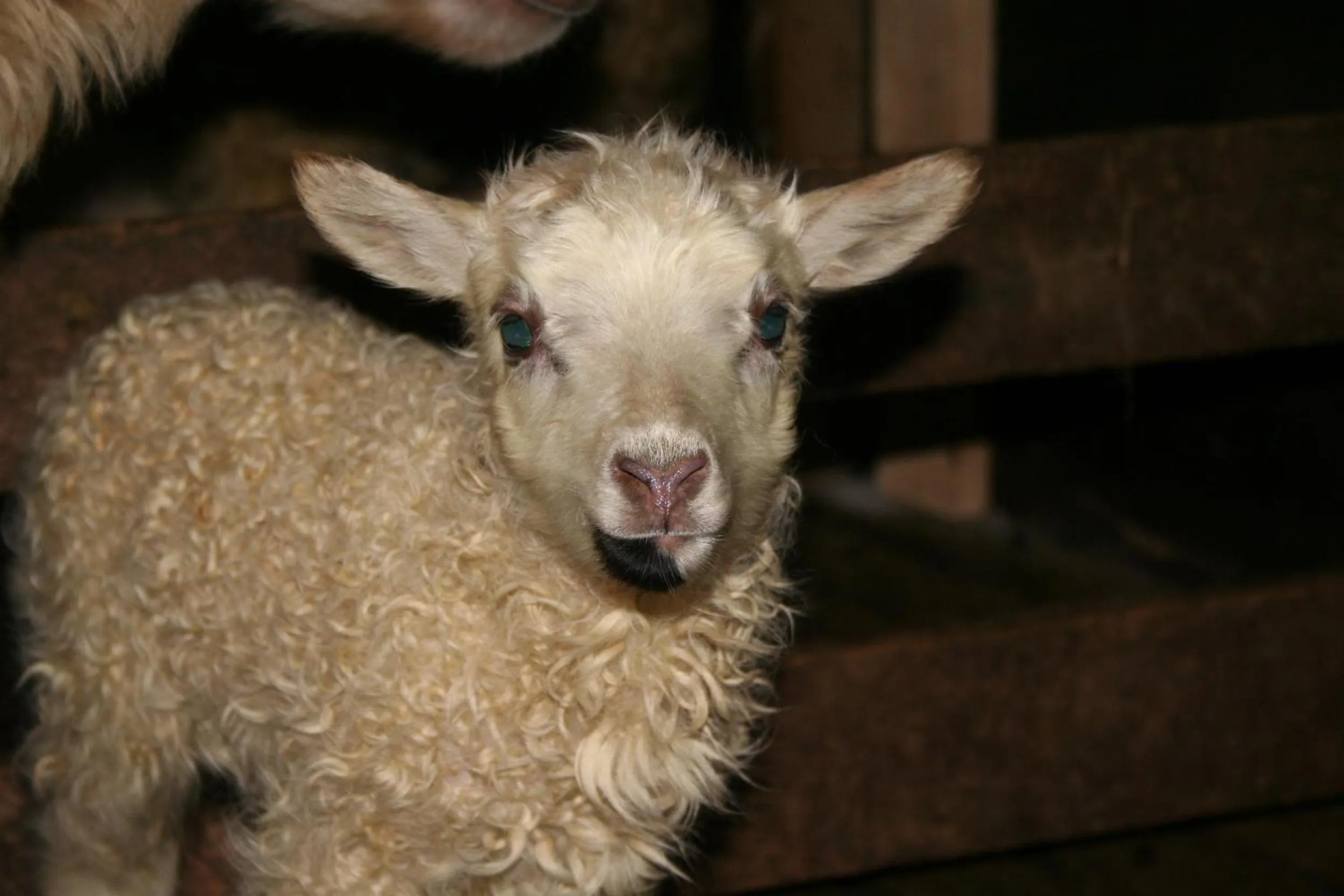 Pets in Sólheimahjáleiga Guesthouse