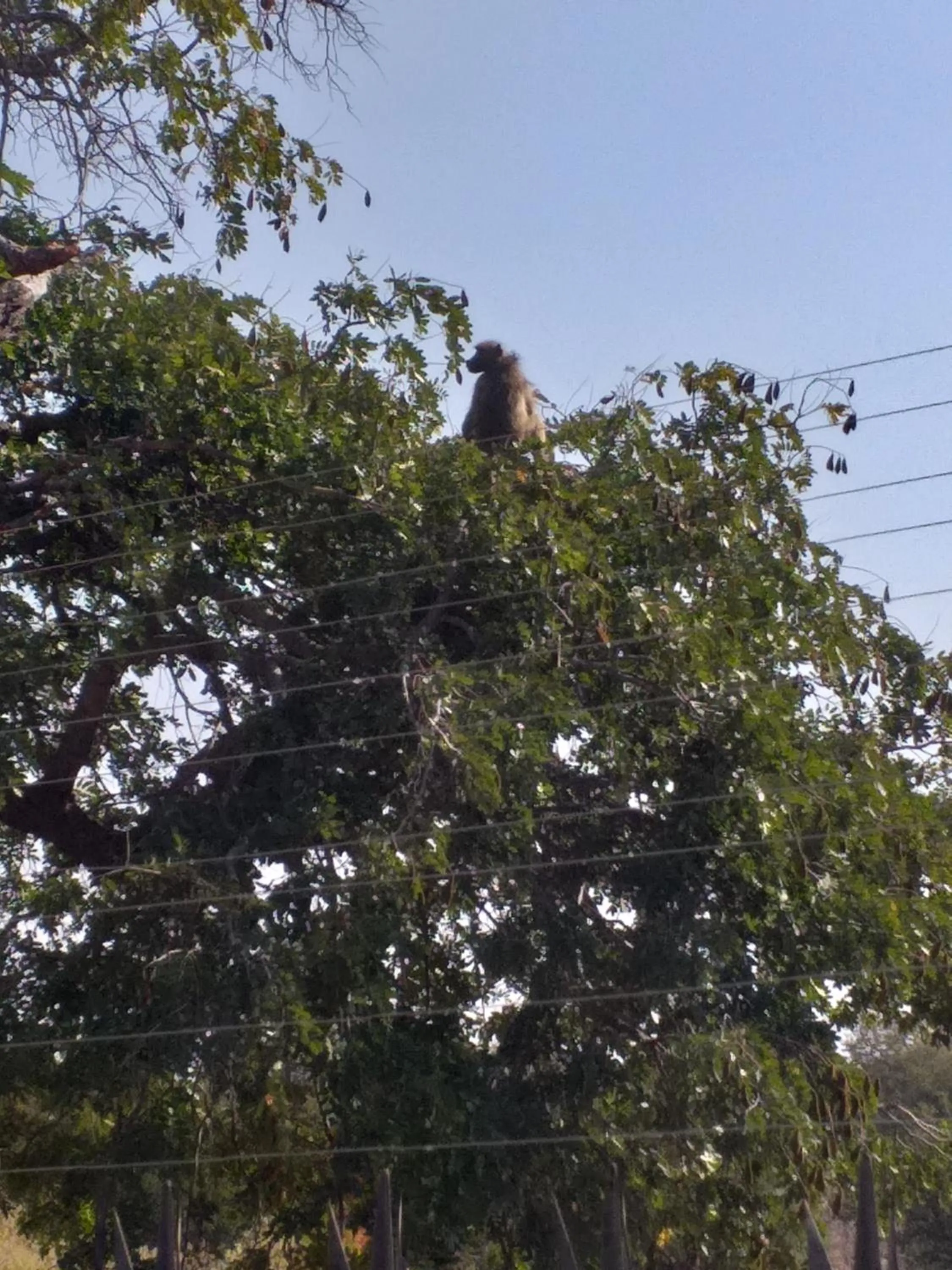 Natural landscape in Travelodge Kasane