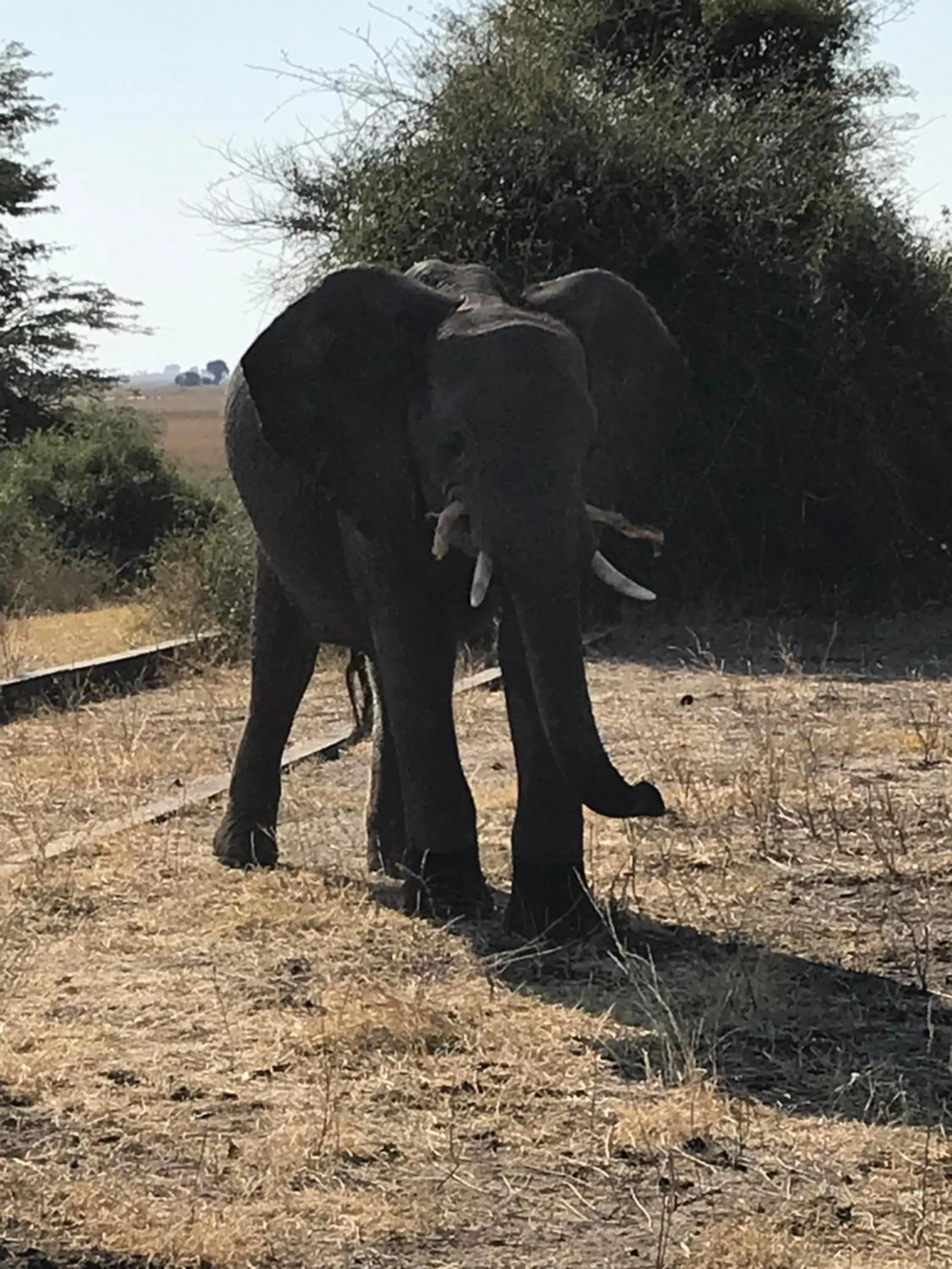 Animals in Travelodge Kasane