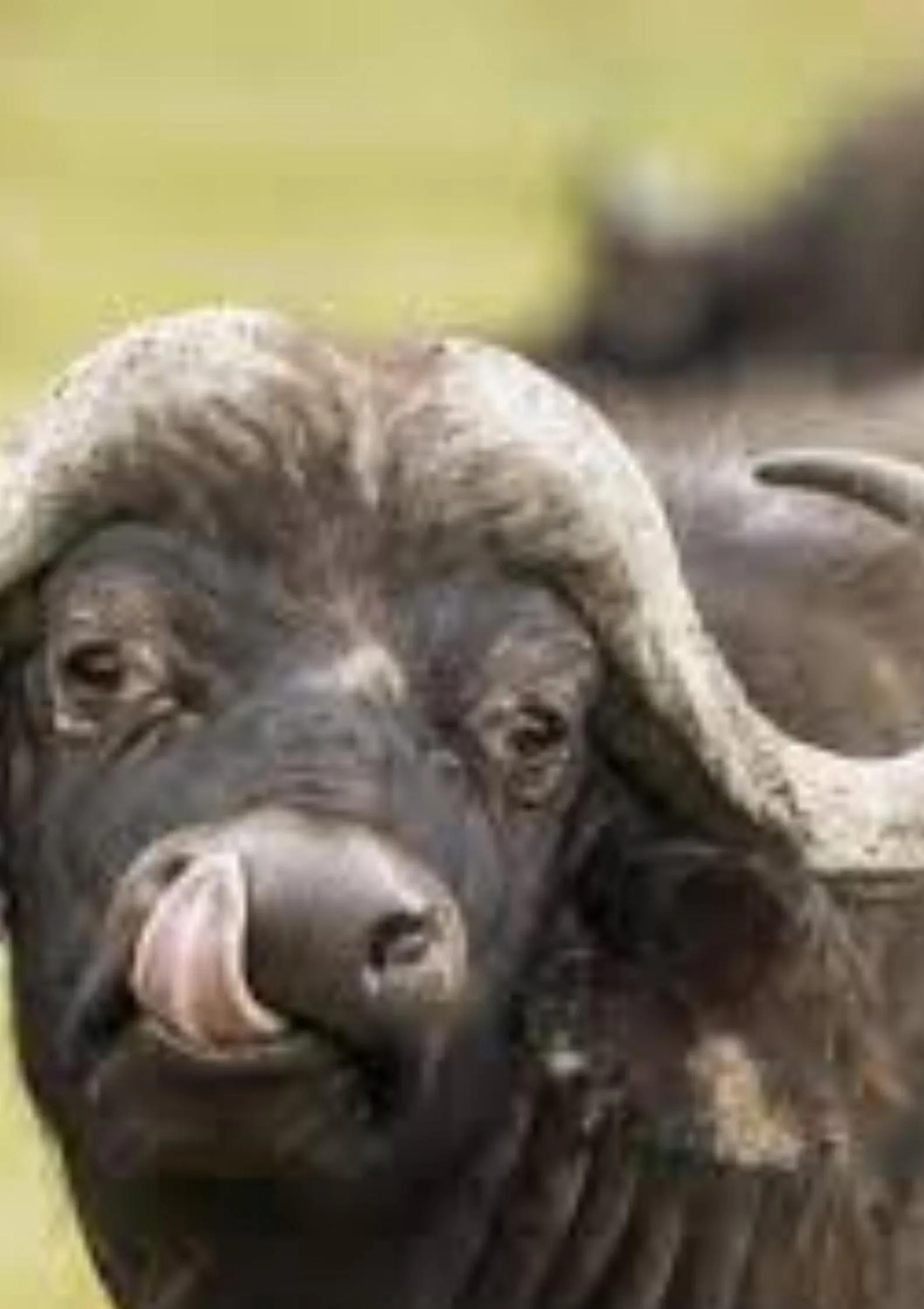 Animals in Pousada Zambeze