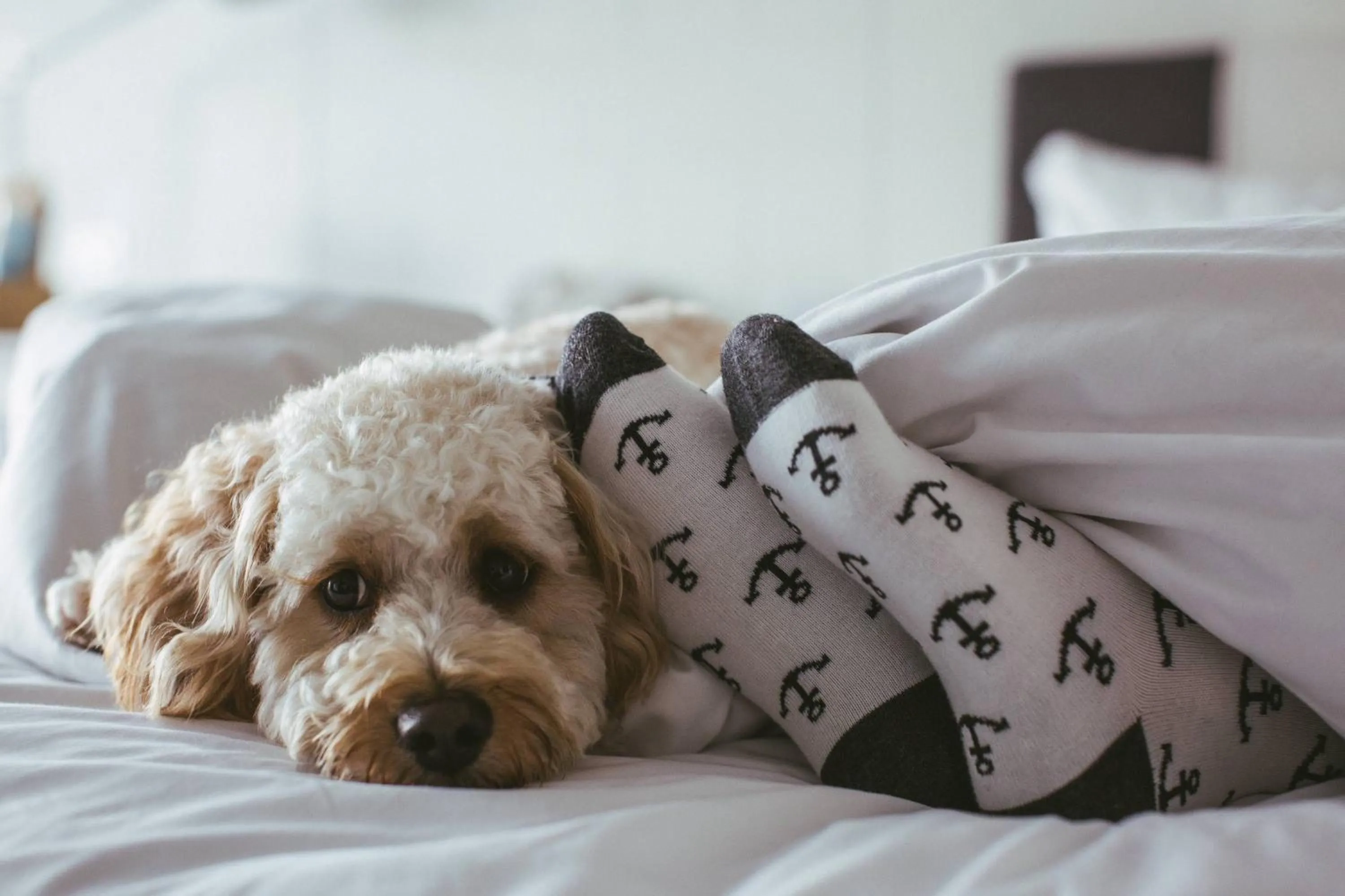 Other, Bed in Pier One Sydney Harbour, Autograph Collection