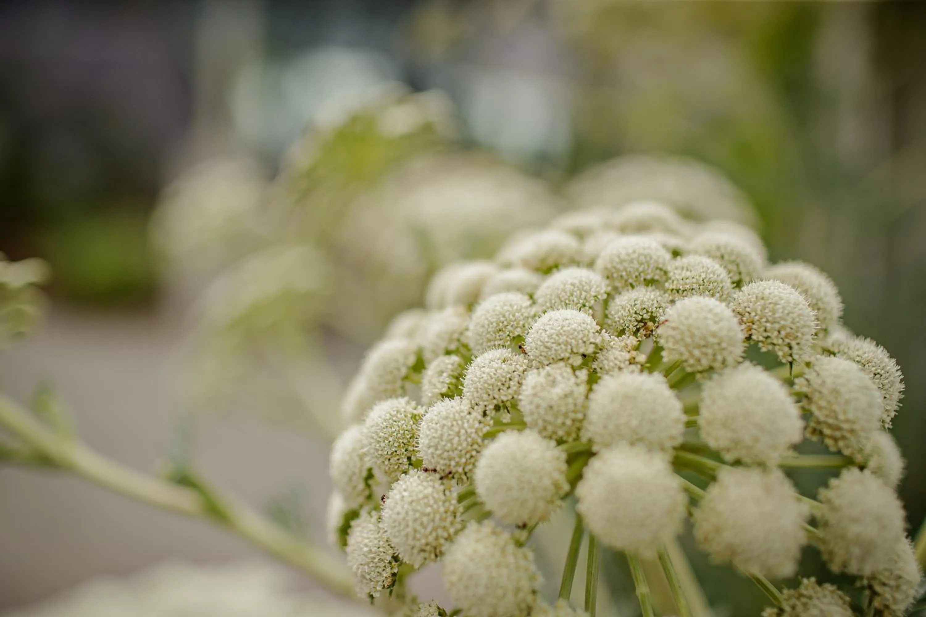 Garden in Hotel Garni Toscanina - Adults Only