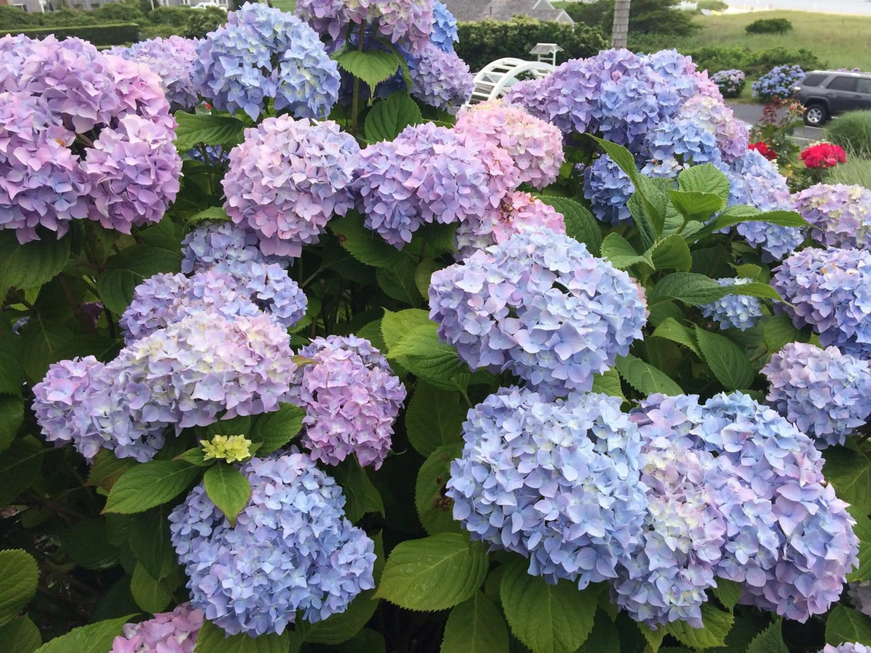 Garden in The Hawthorne