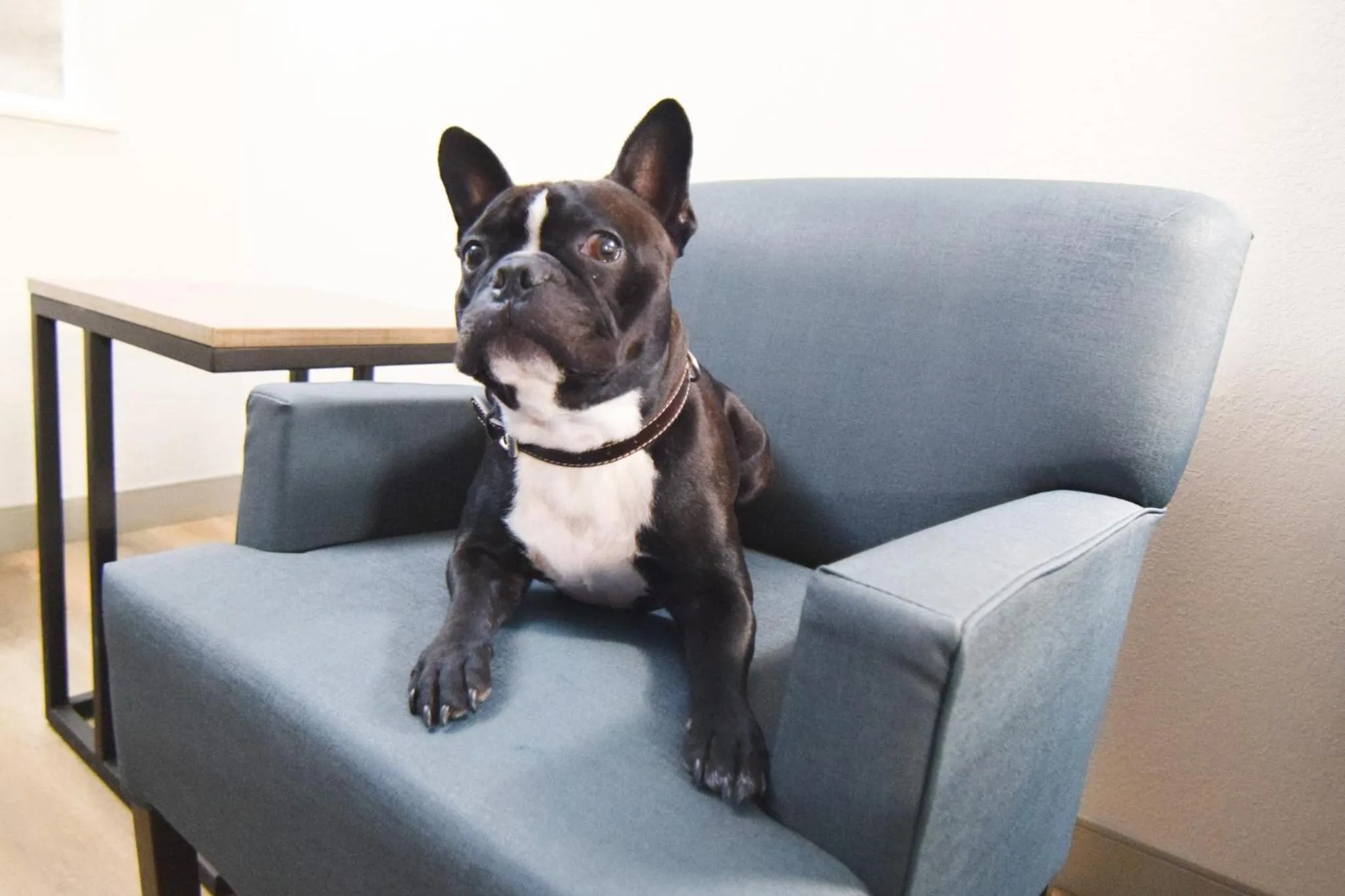 pet friendly in Walnut Inn Roland