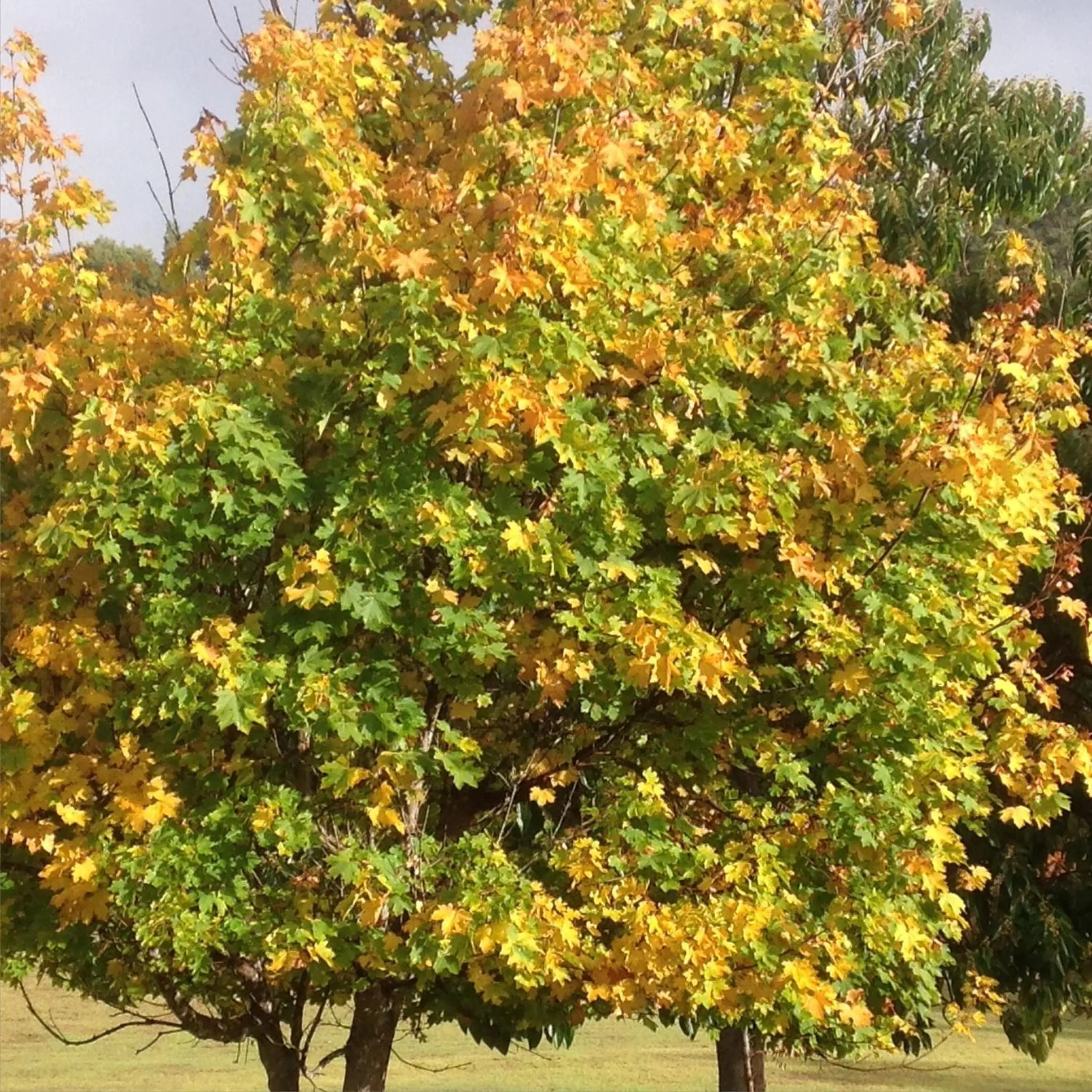 Balingup Jalbrook Cottages Jalbrook Estate