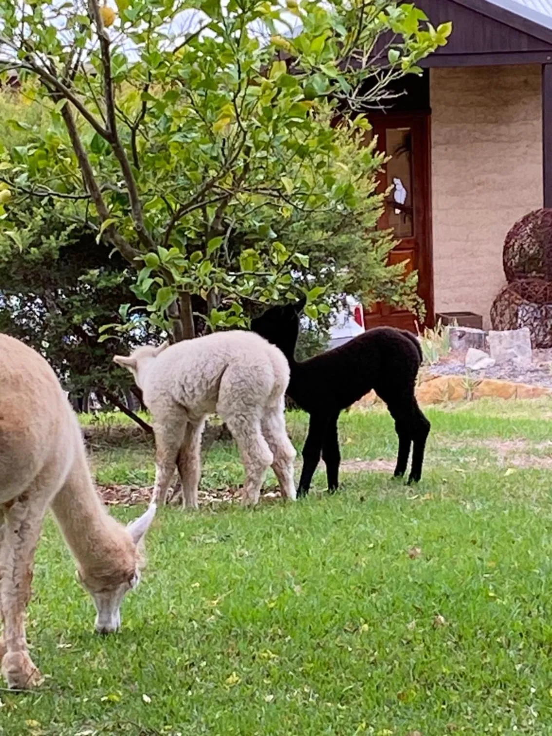 Balingup Jalbrook Cottages Jalbrook Estate
