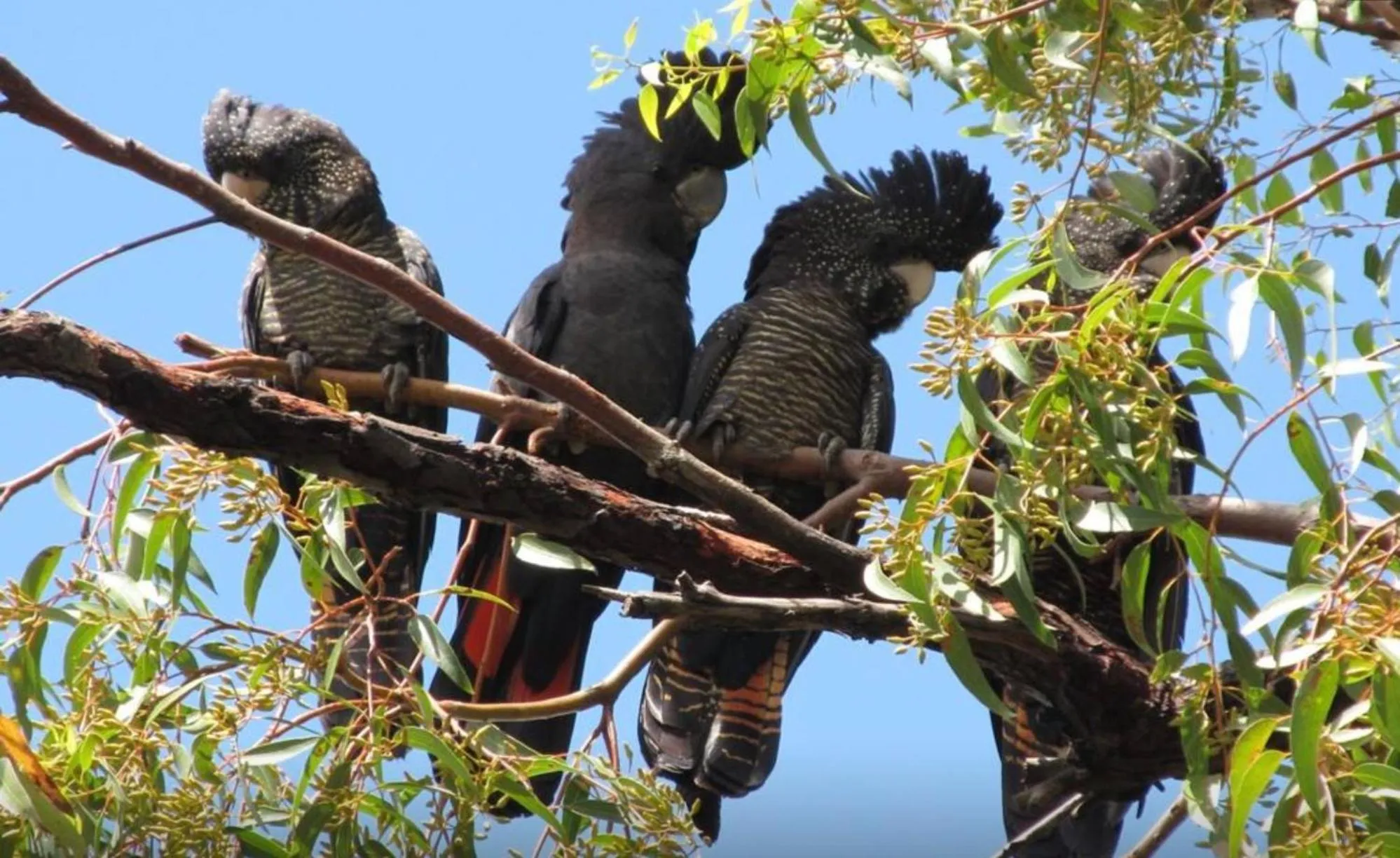 Balingup Jalbrook Cottages Jalbrook Estate