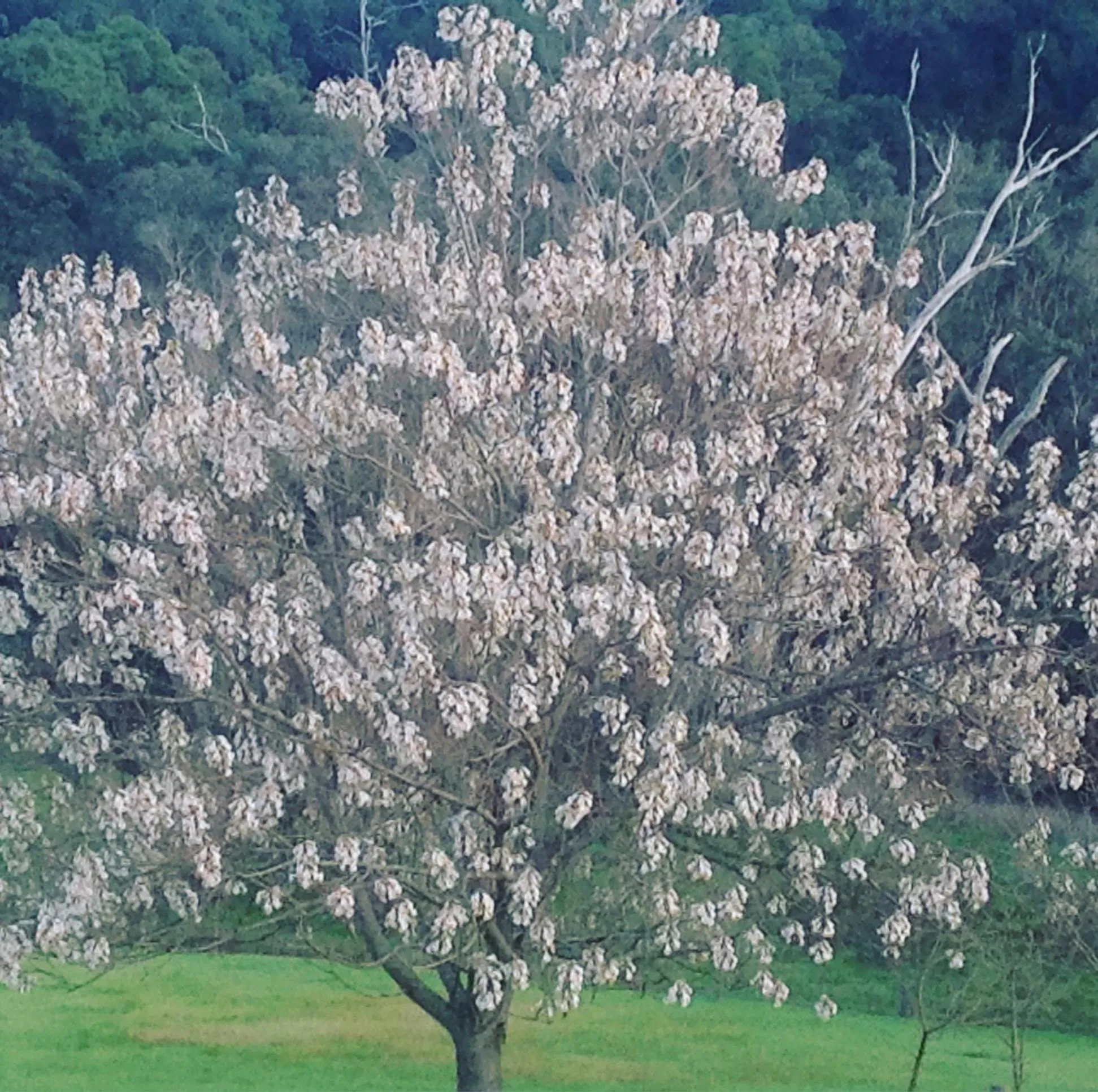 Balingup Jalbrook Cottages Jalbrook Estate