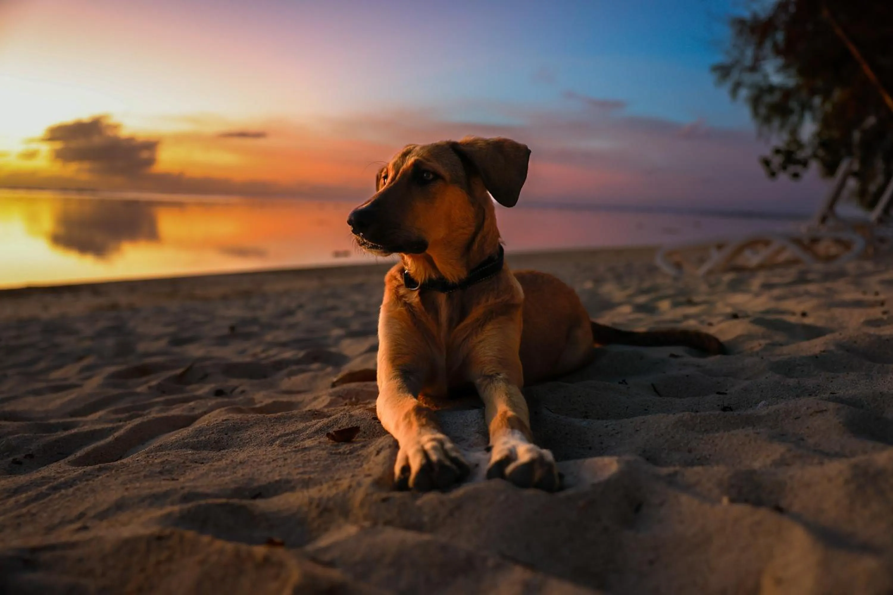 Beach in Aroa Beachside Resort