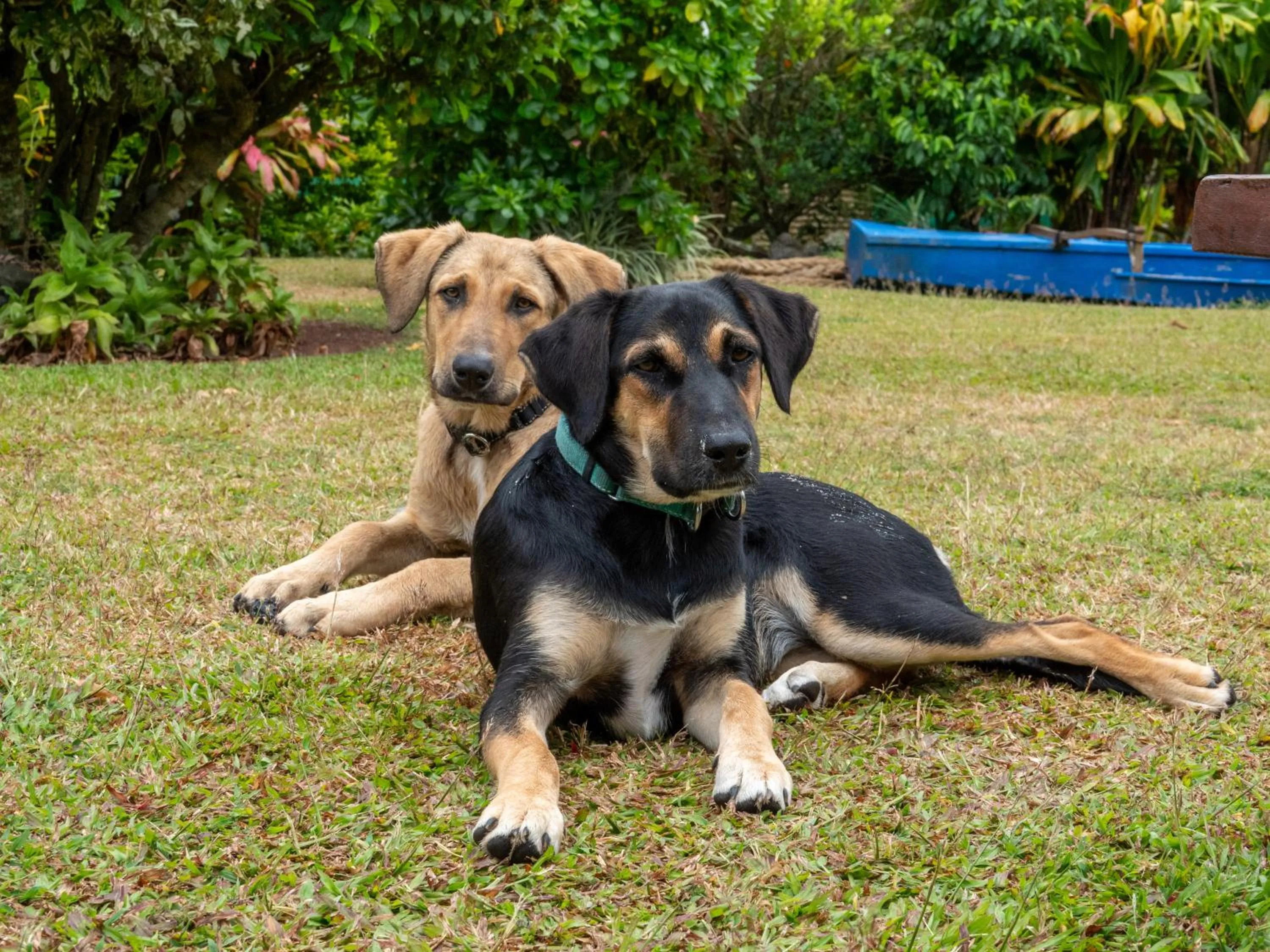 View (from property/room) in Aroa Beachside Resort