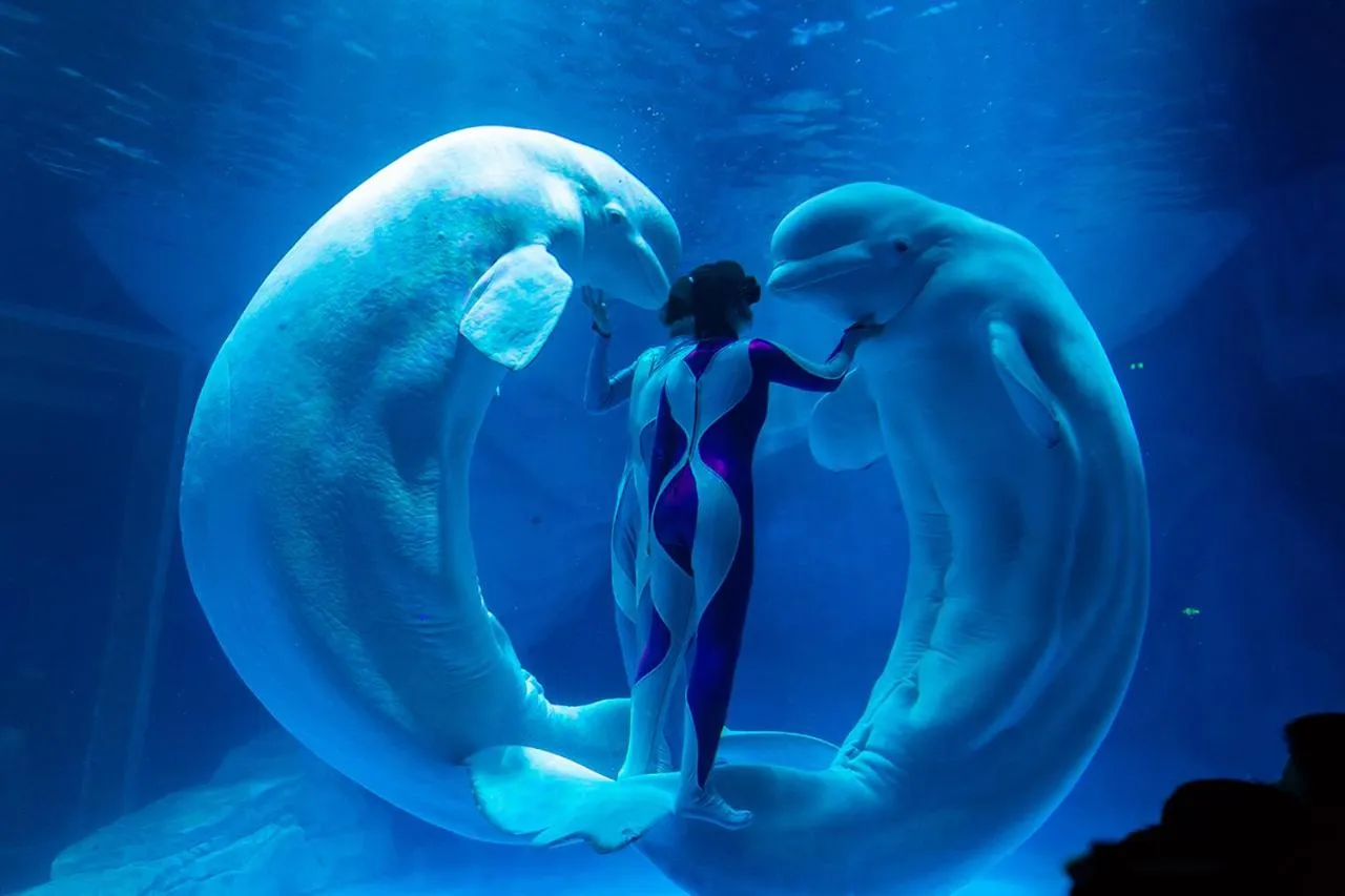 Other in Shanghai Haichang Ocean Park Resort Hotel