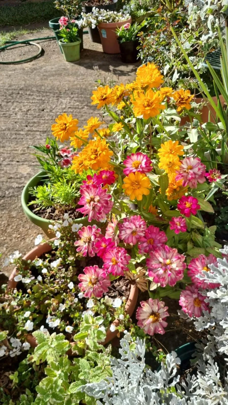 The Cottage on the Corner