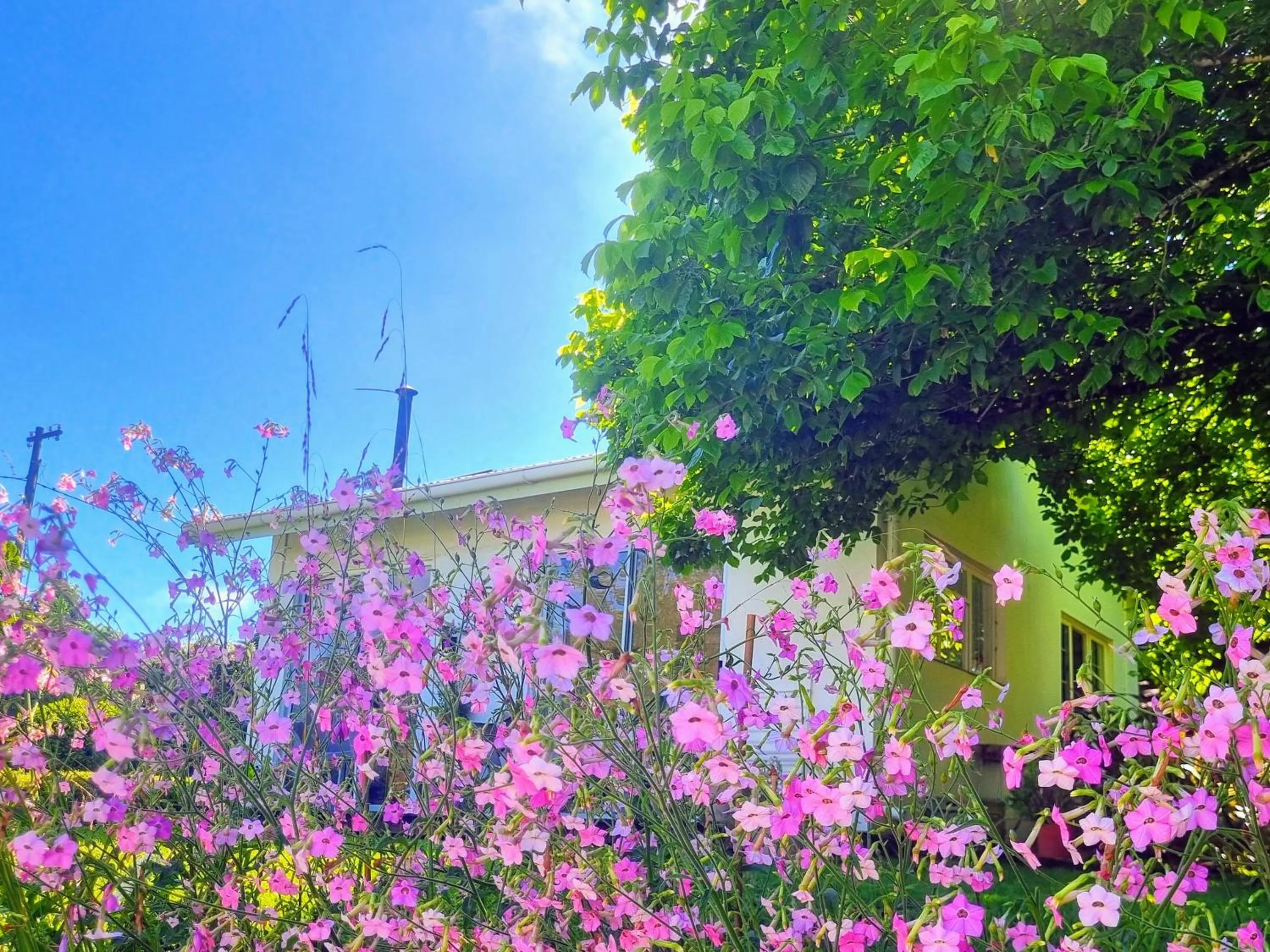 The Cottage on the Corner