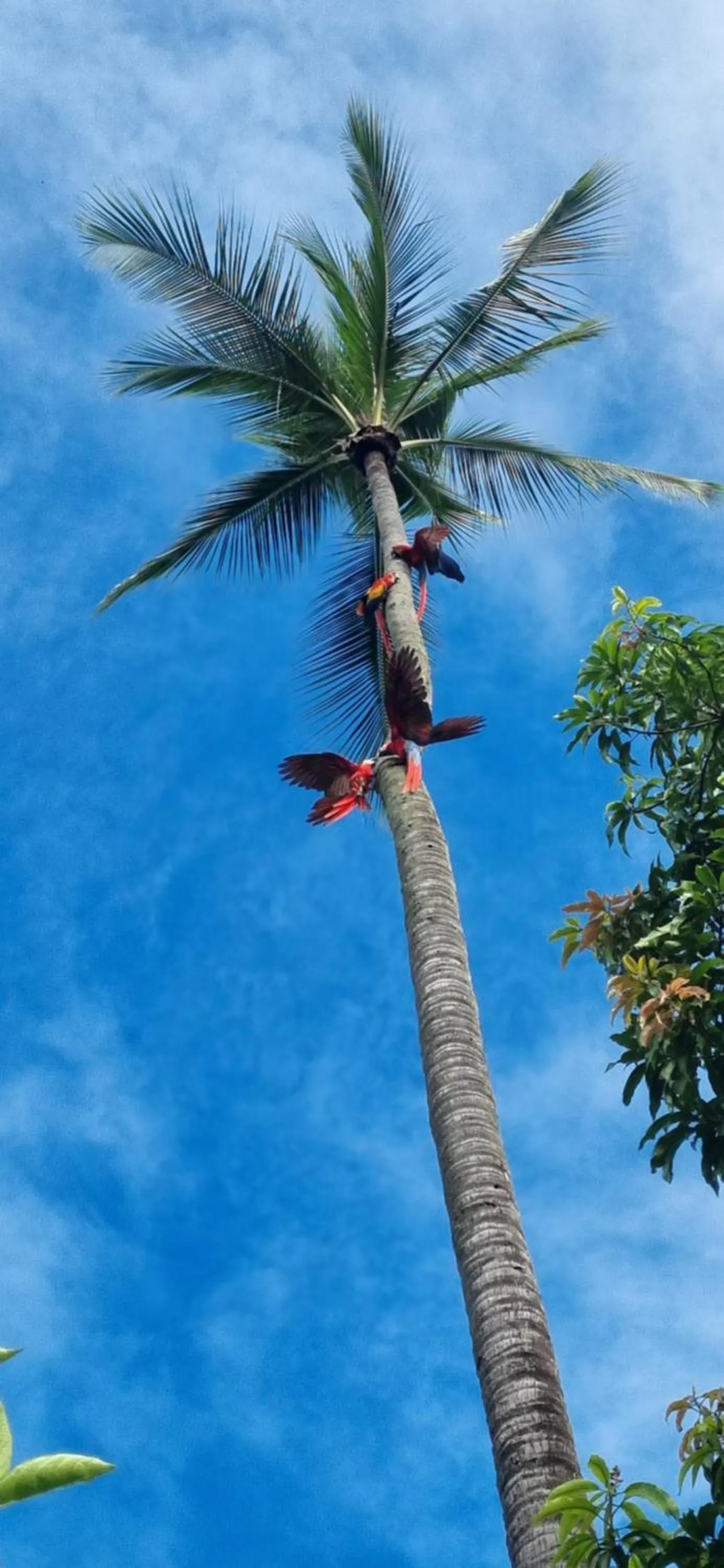 Garden in Hotel El Paraiso Escondido - Costa Rica
