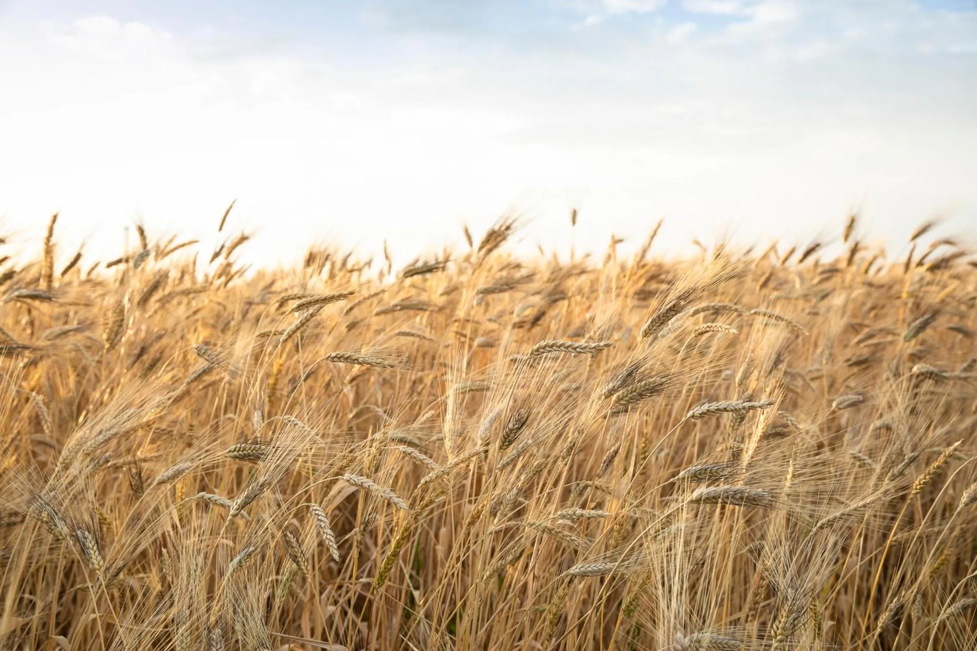 Masseria Baroni Nuovi