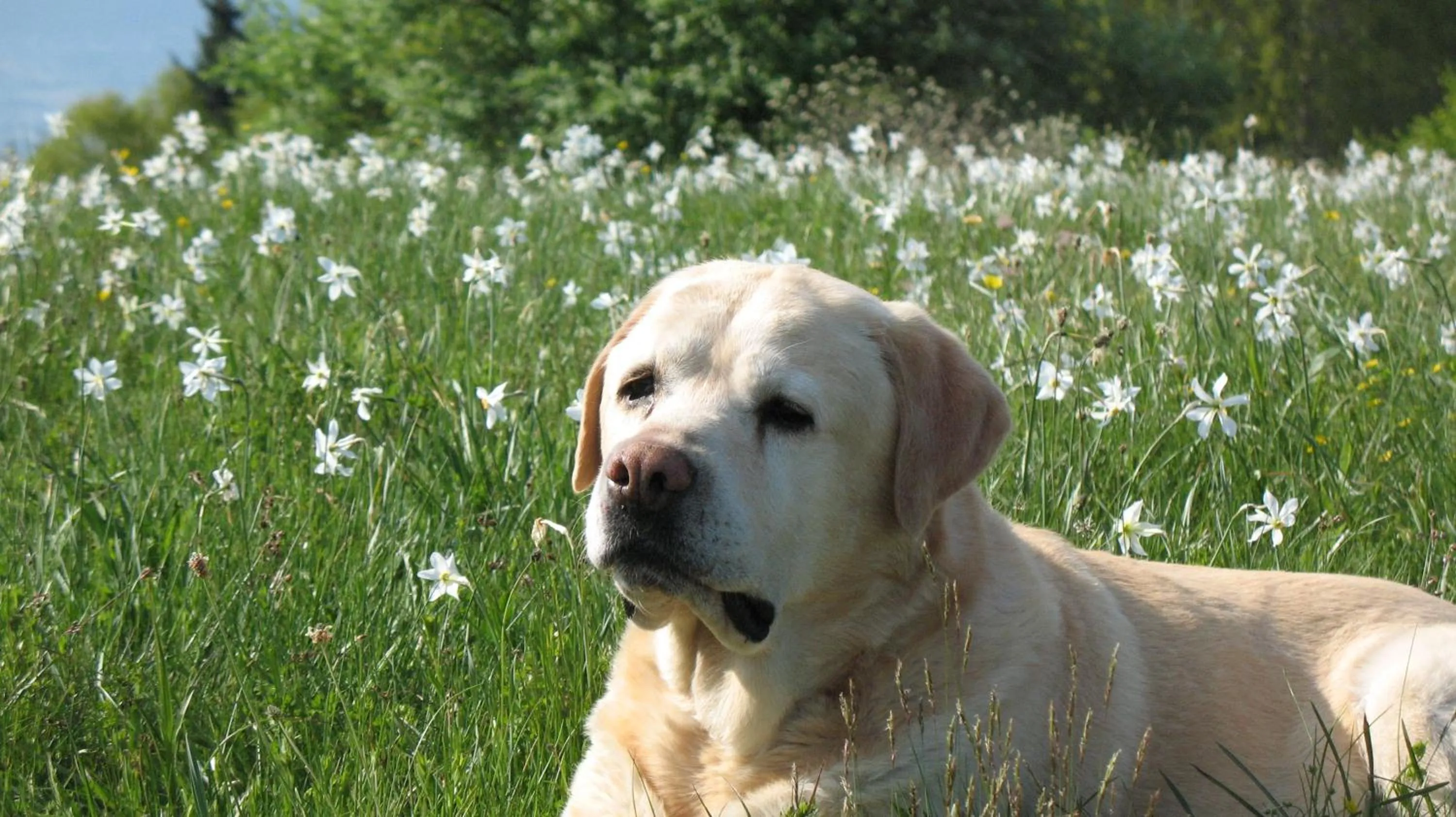 Pets in BioAgriturismo Vegan Campo di Cielo