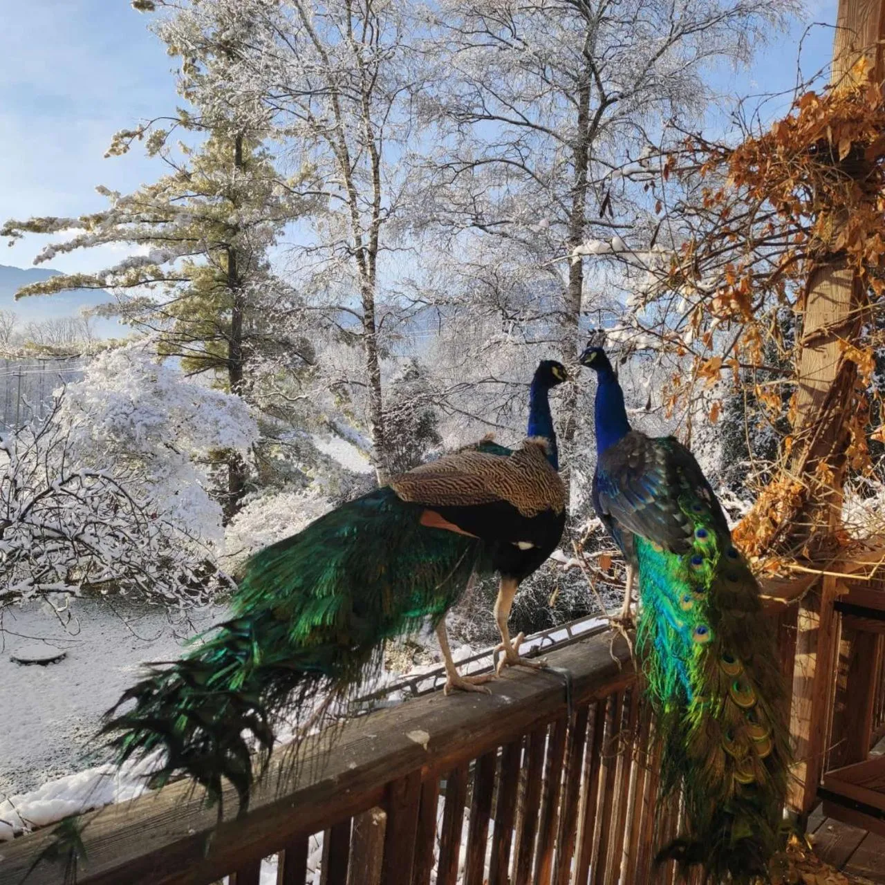 Animals in BioAgriturismo Vegan Campo di Cielo