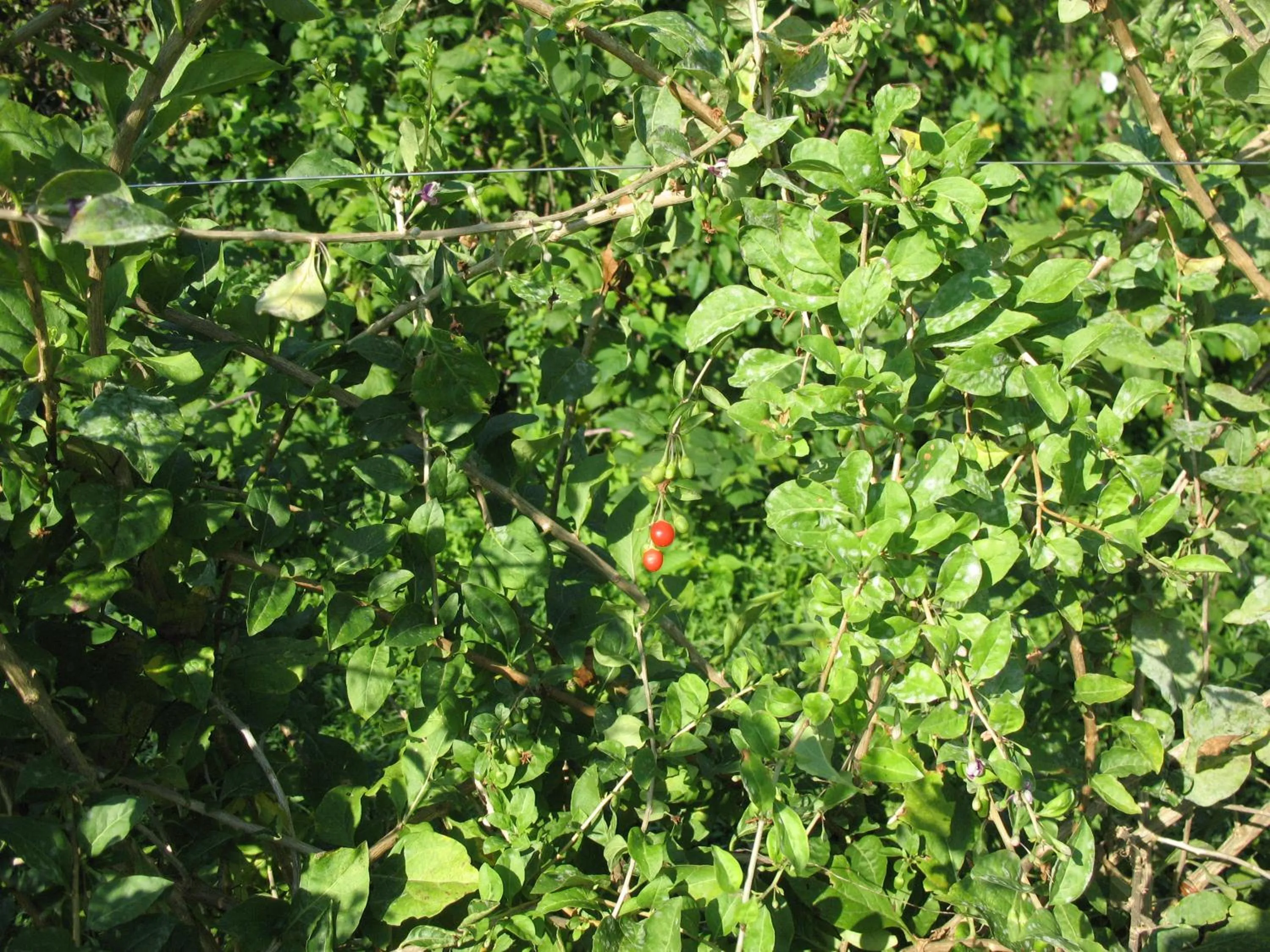 Decorative detail in BioAgriturismo Vegan Campo di Cielo