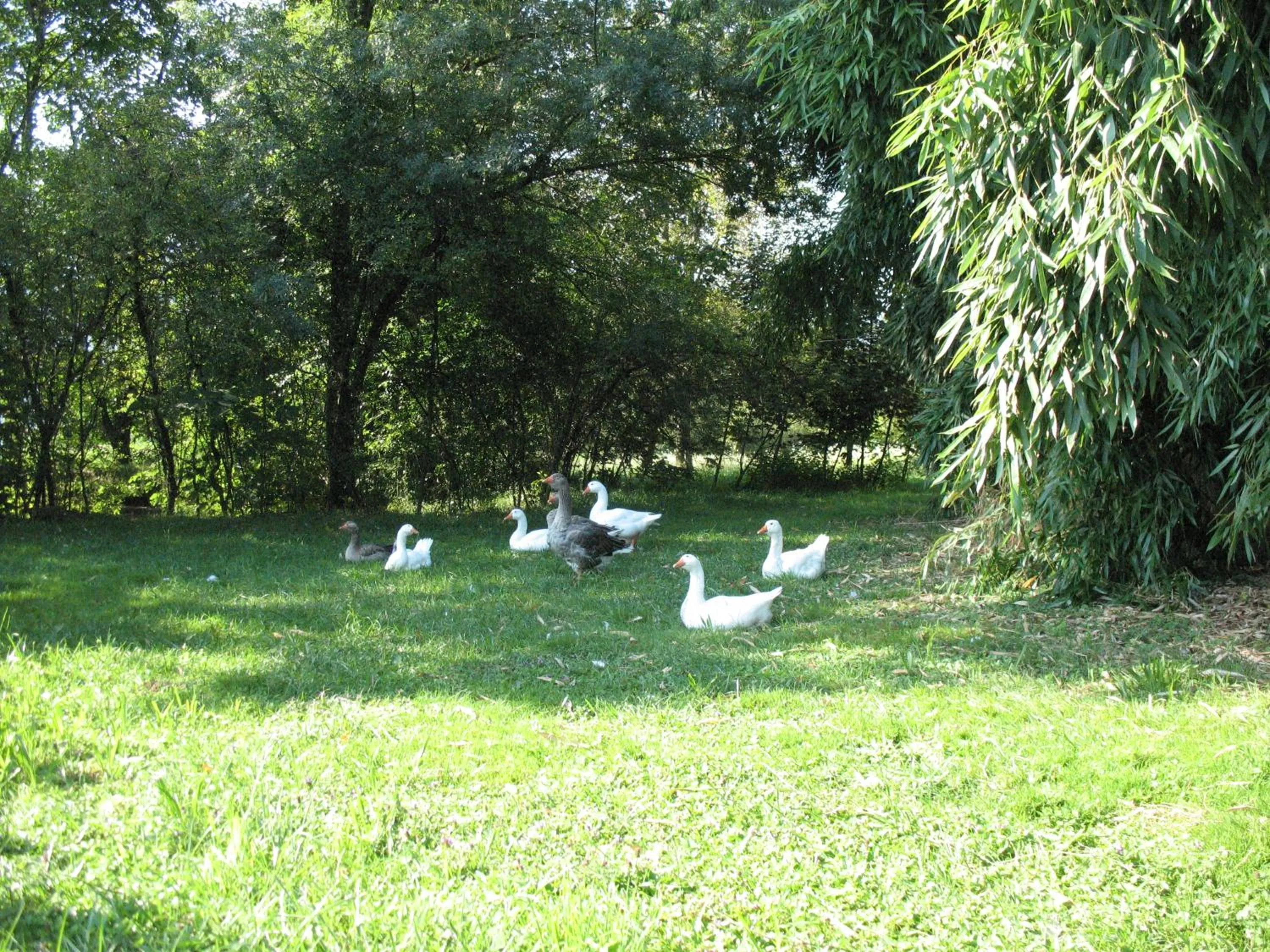 Pets in BioAgriturismo Vegan Campo di Cielo