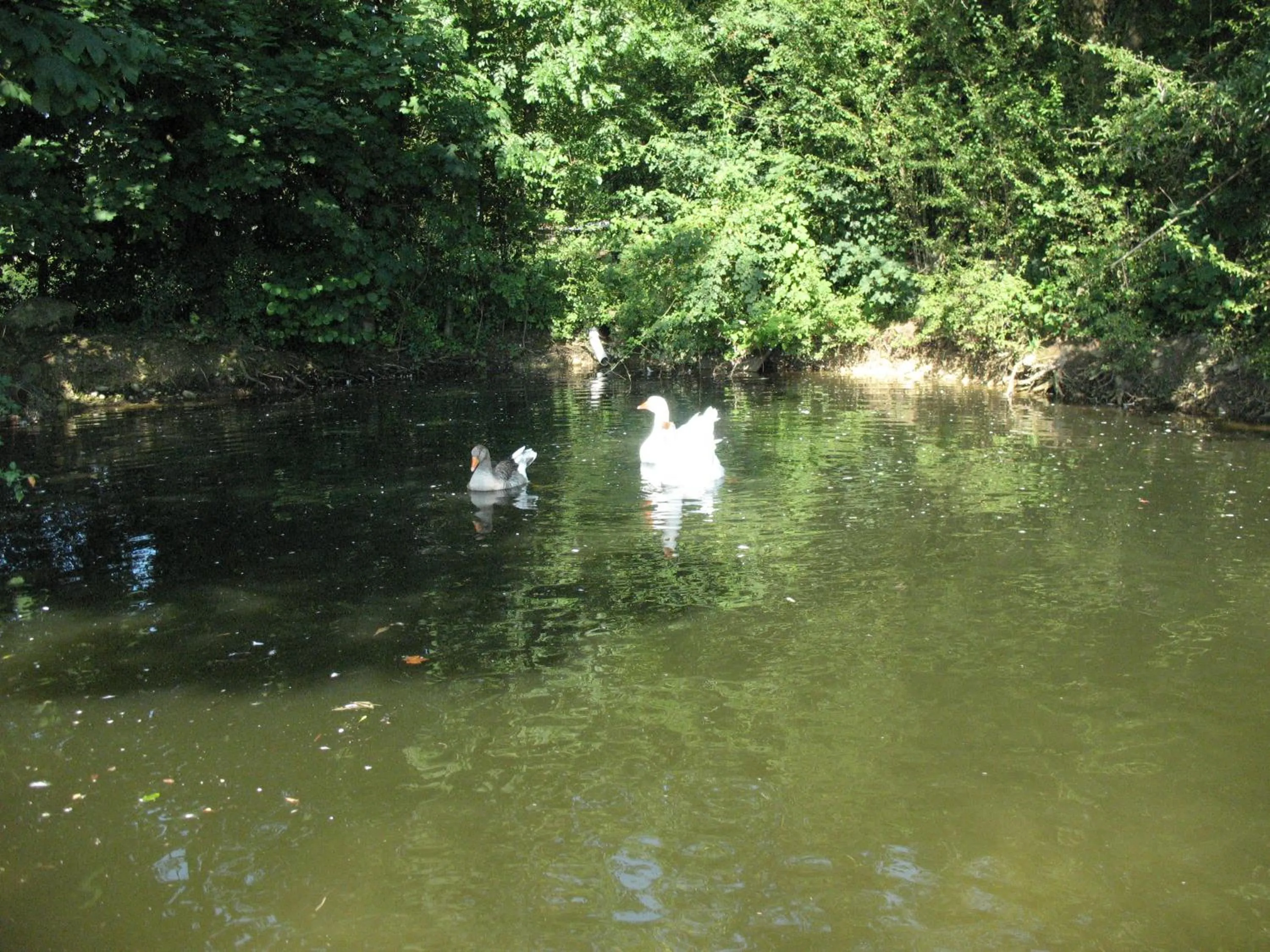 Pets in BioAgriturismo Vegan Campo di Cielo