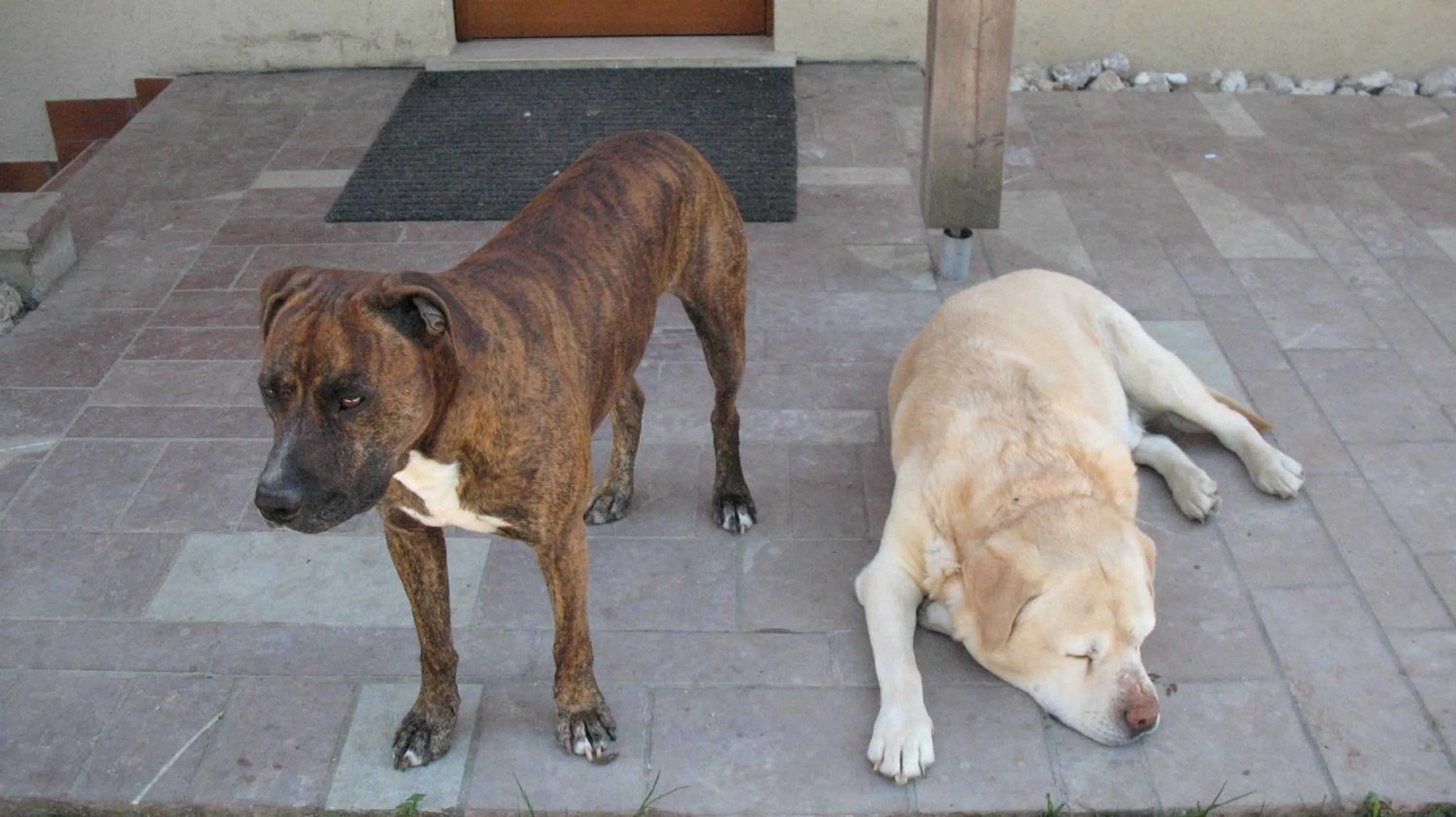 Pets in BioAgriturismo Vegan Campo di Cielo