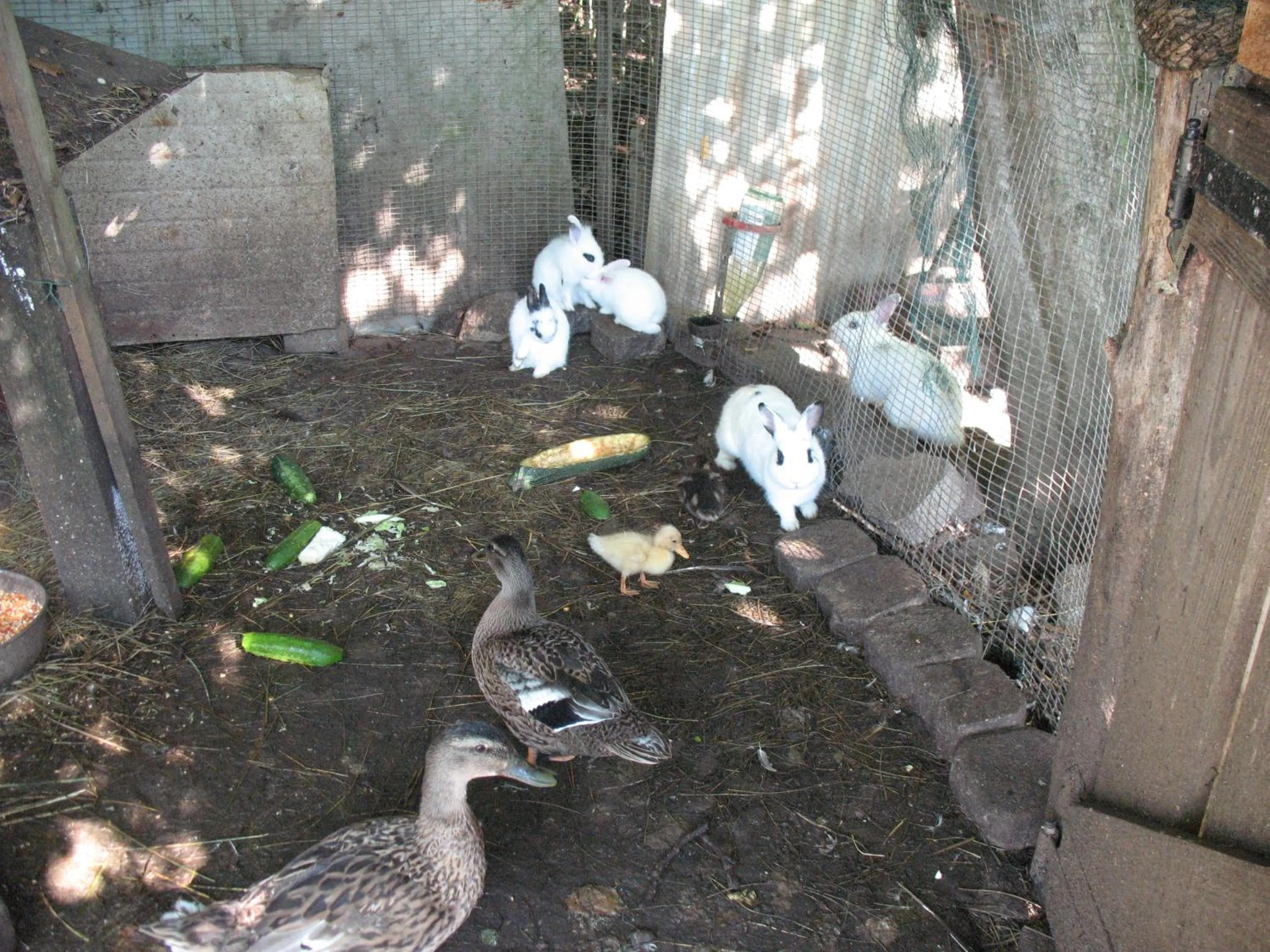 Pets in BioAgriturismo Vegan Campo di Cielo