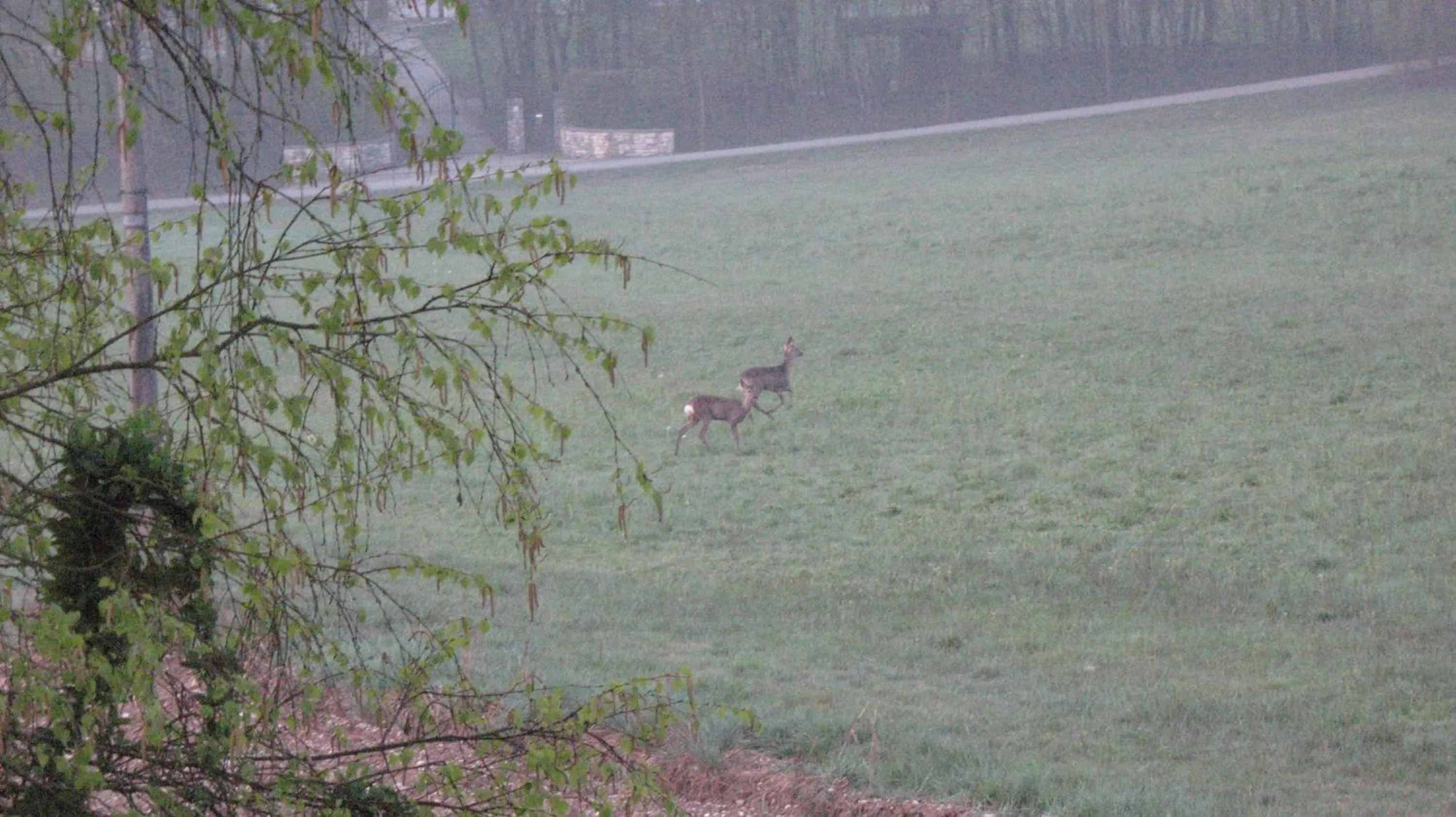 Animals in BioAgriturismo Vegan Campo di Cielo