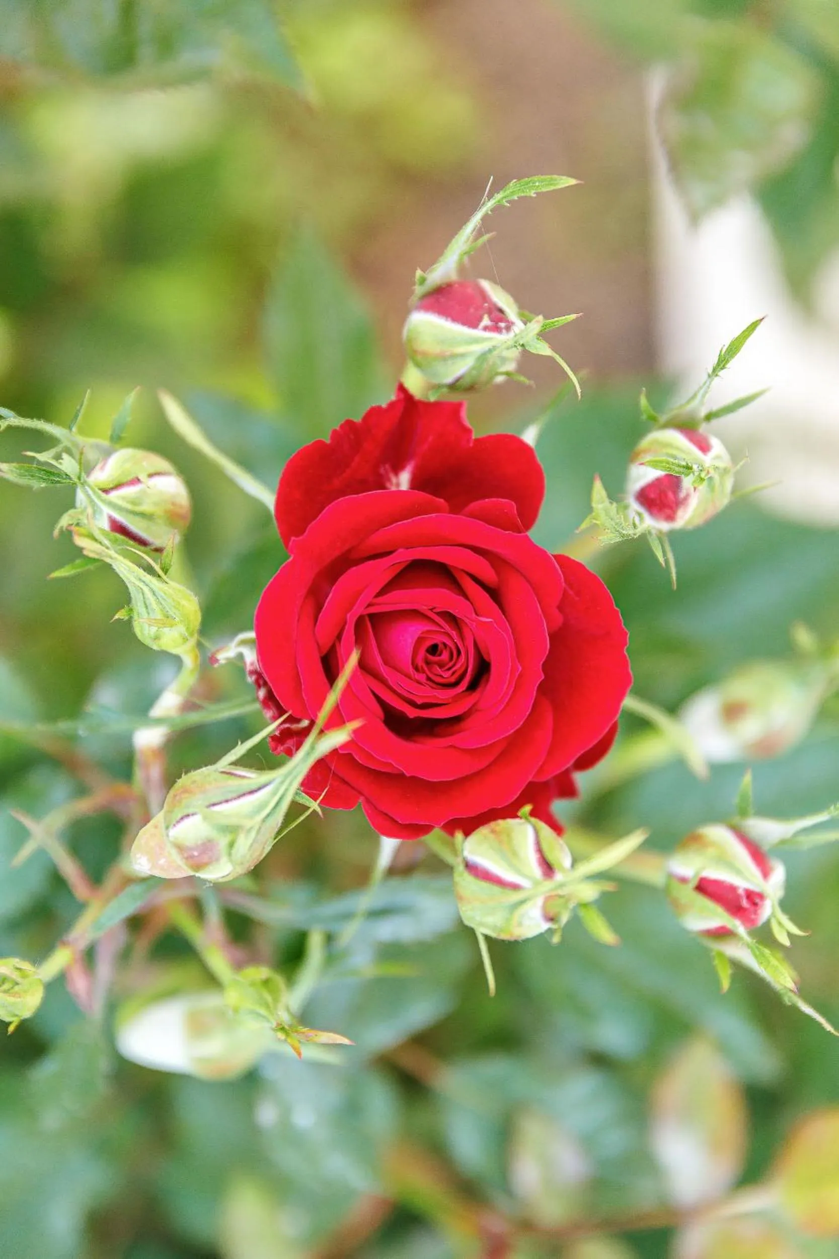 Garden in Creta Elena