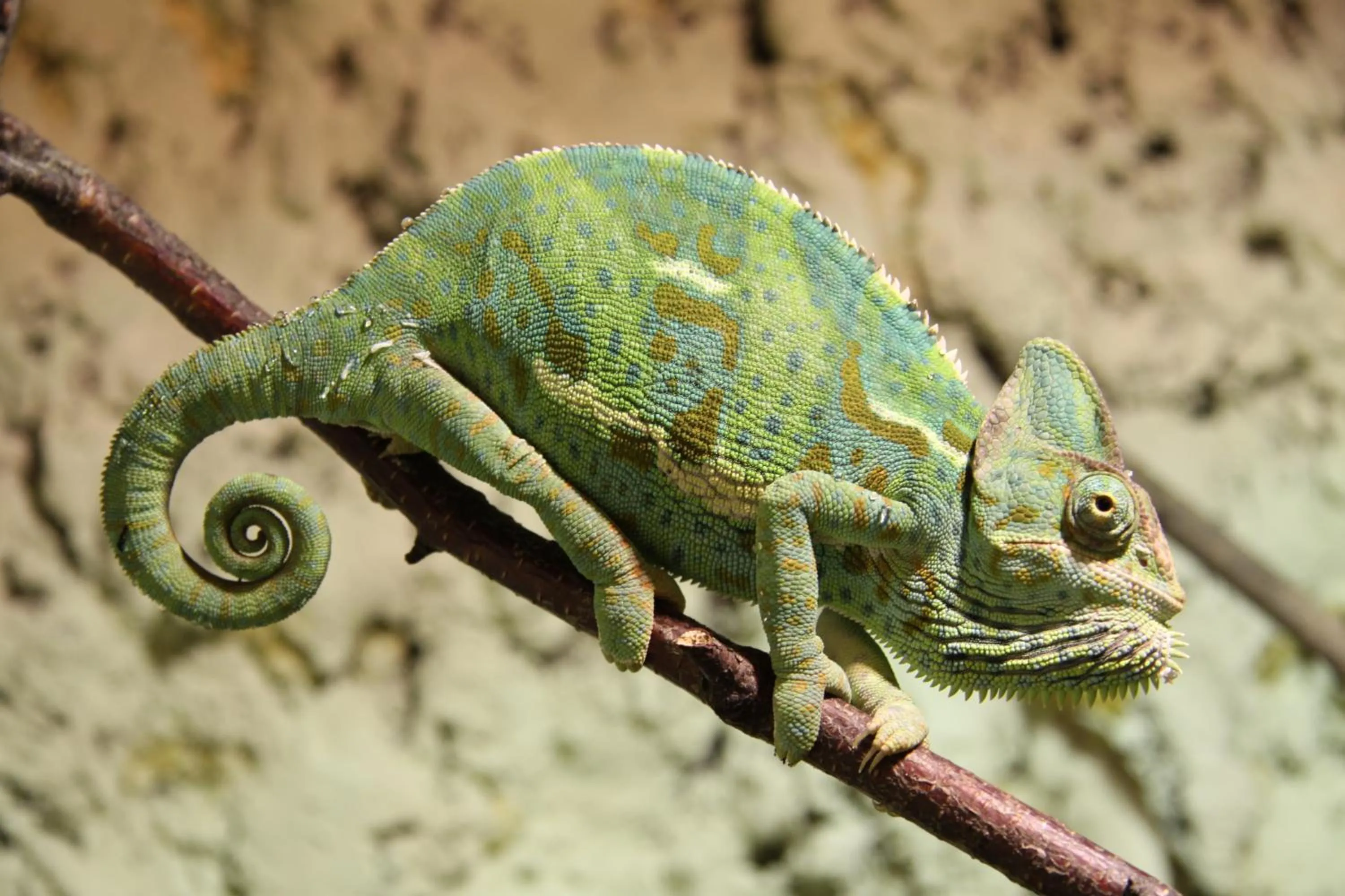 Animals in Aparthotel Tropenhaus Bansin