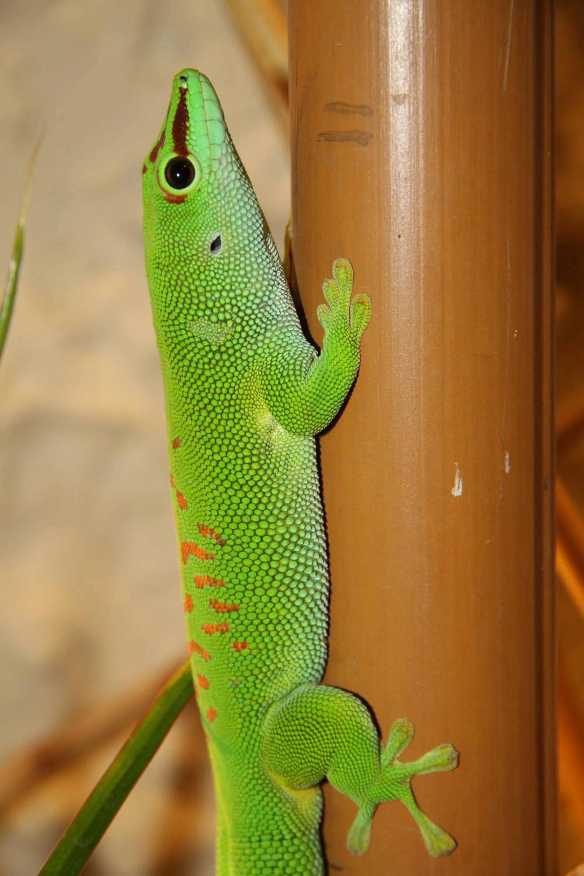 Animals in Aparthotel Tropenhaus Bansin