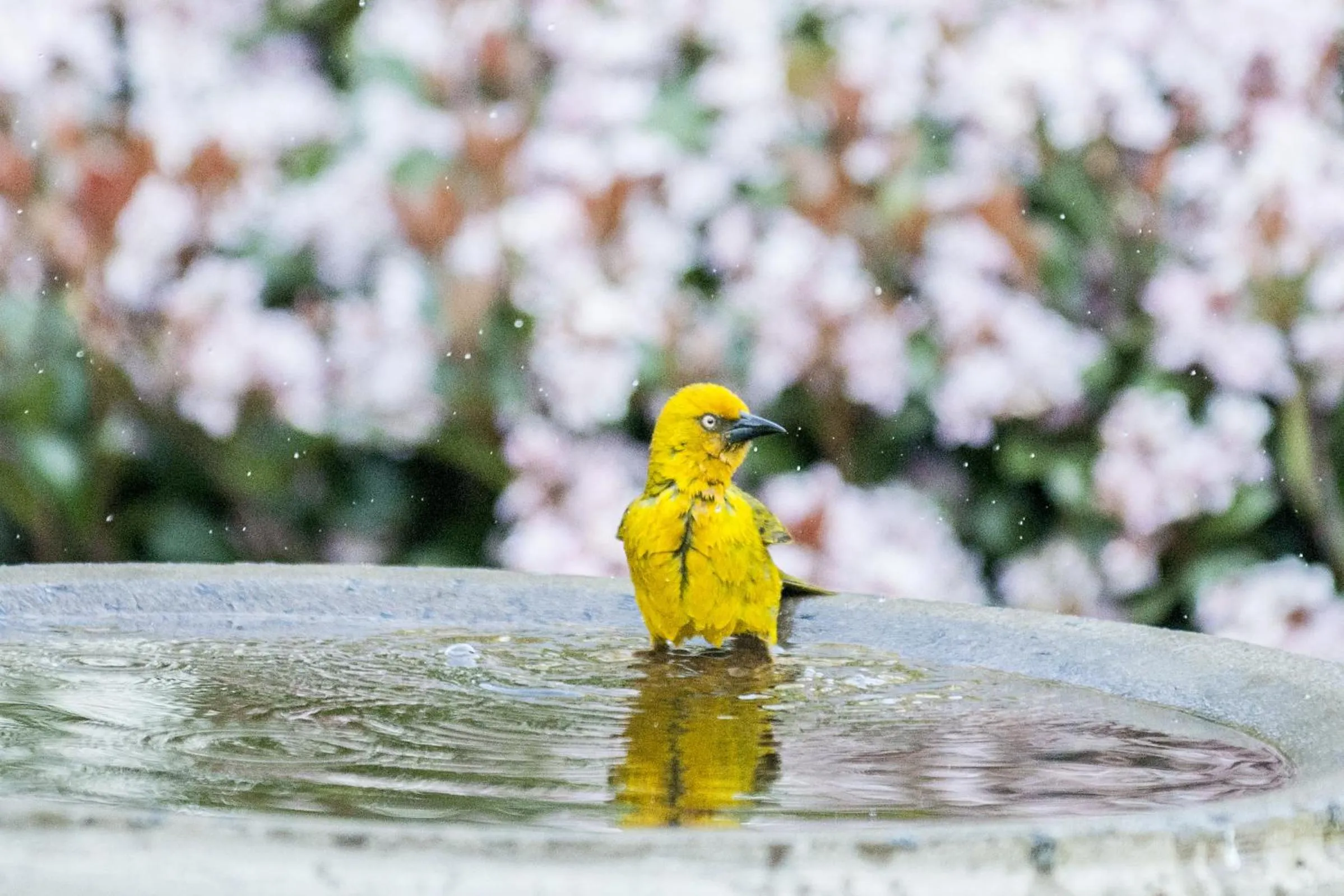 Garden in Bayside Lodge Garden Route B&B