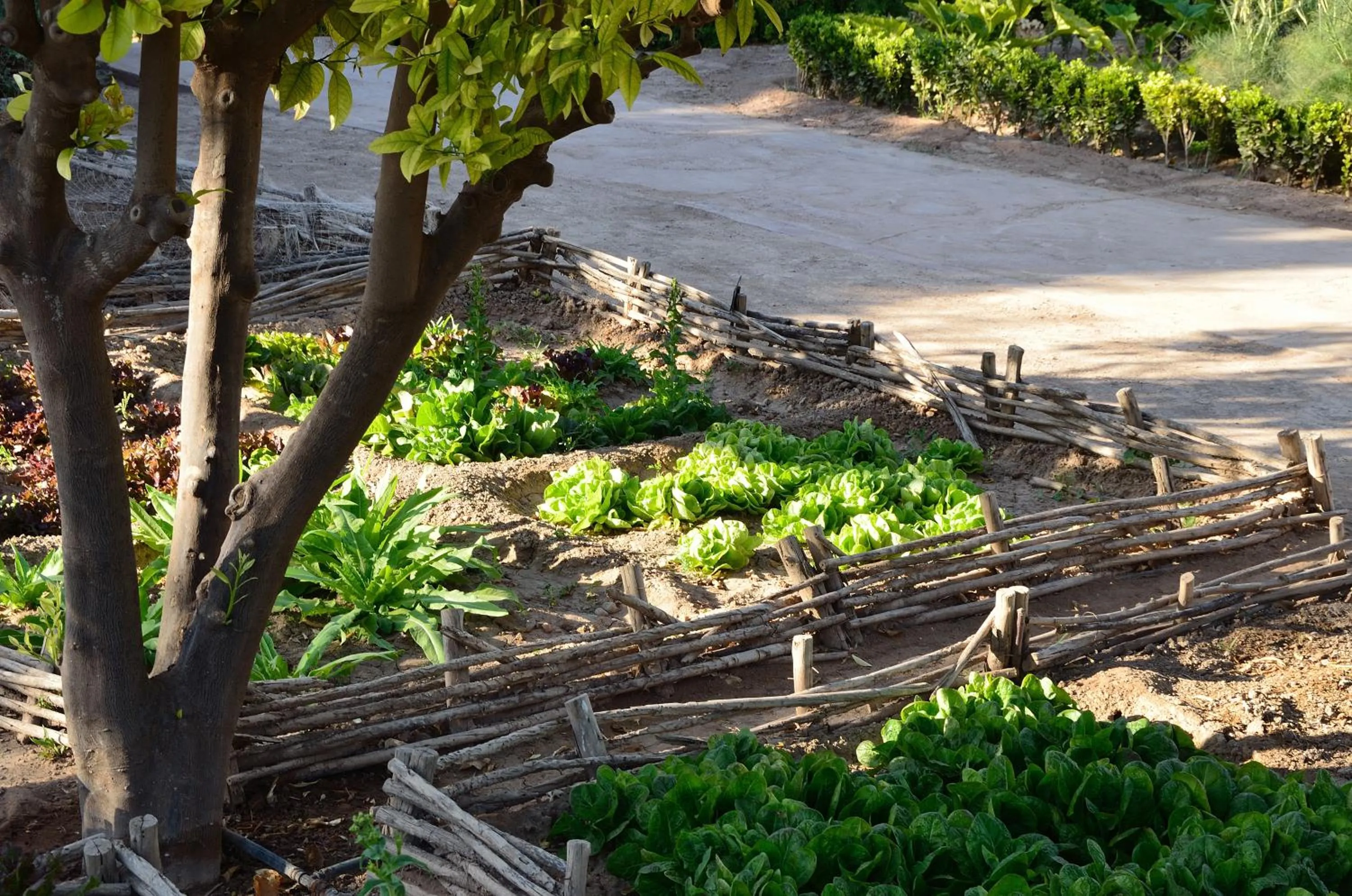 Garden in Ksar Char-Bagh Small Luxury Hotels