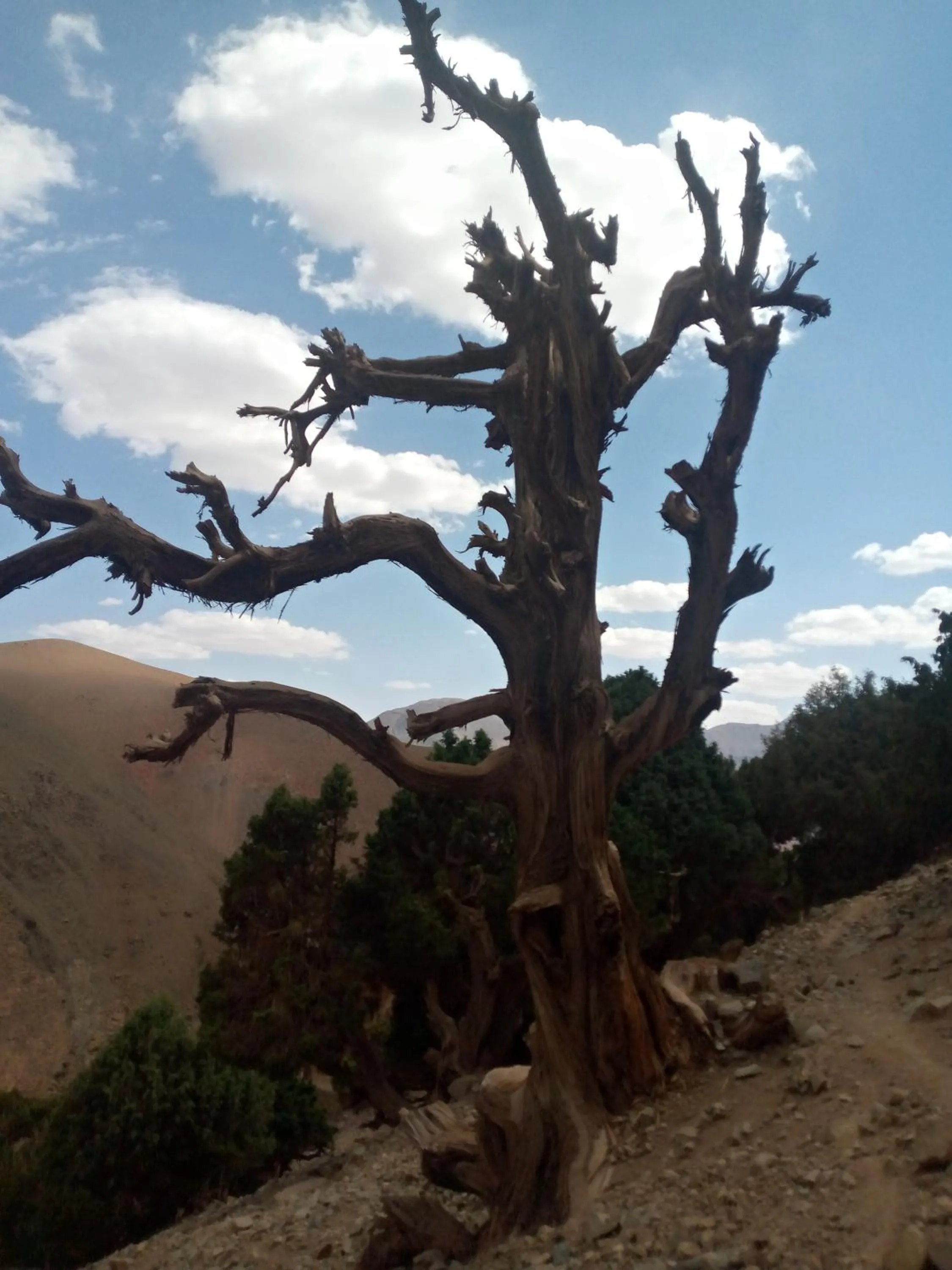 Auberge Restaurant Les Coquelicots