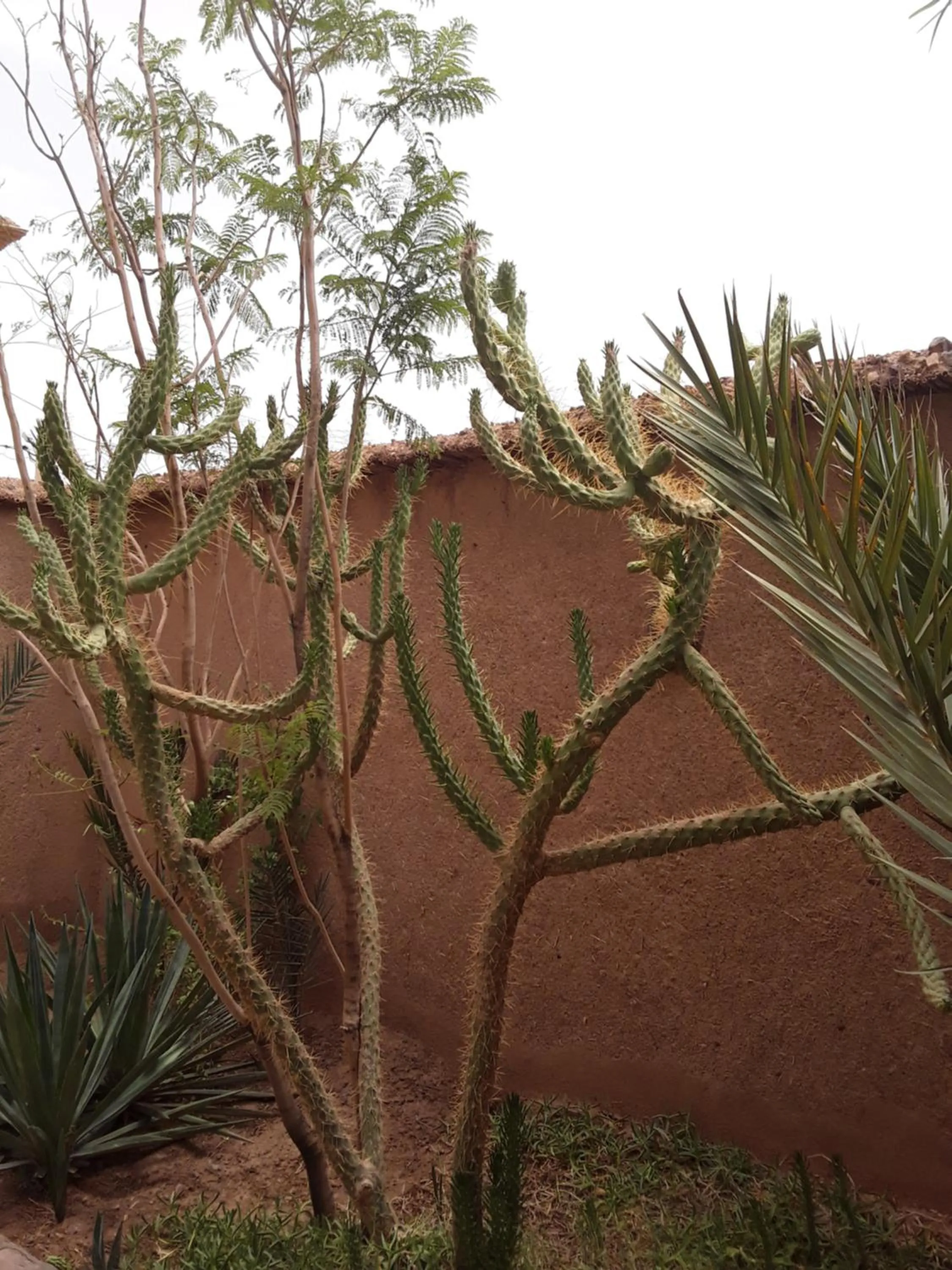 Auberge Restaurant Les Coquelicots