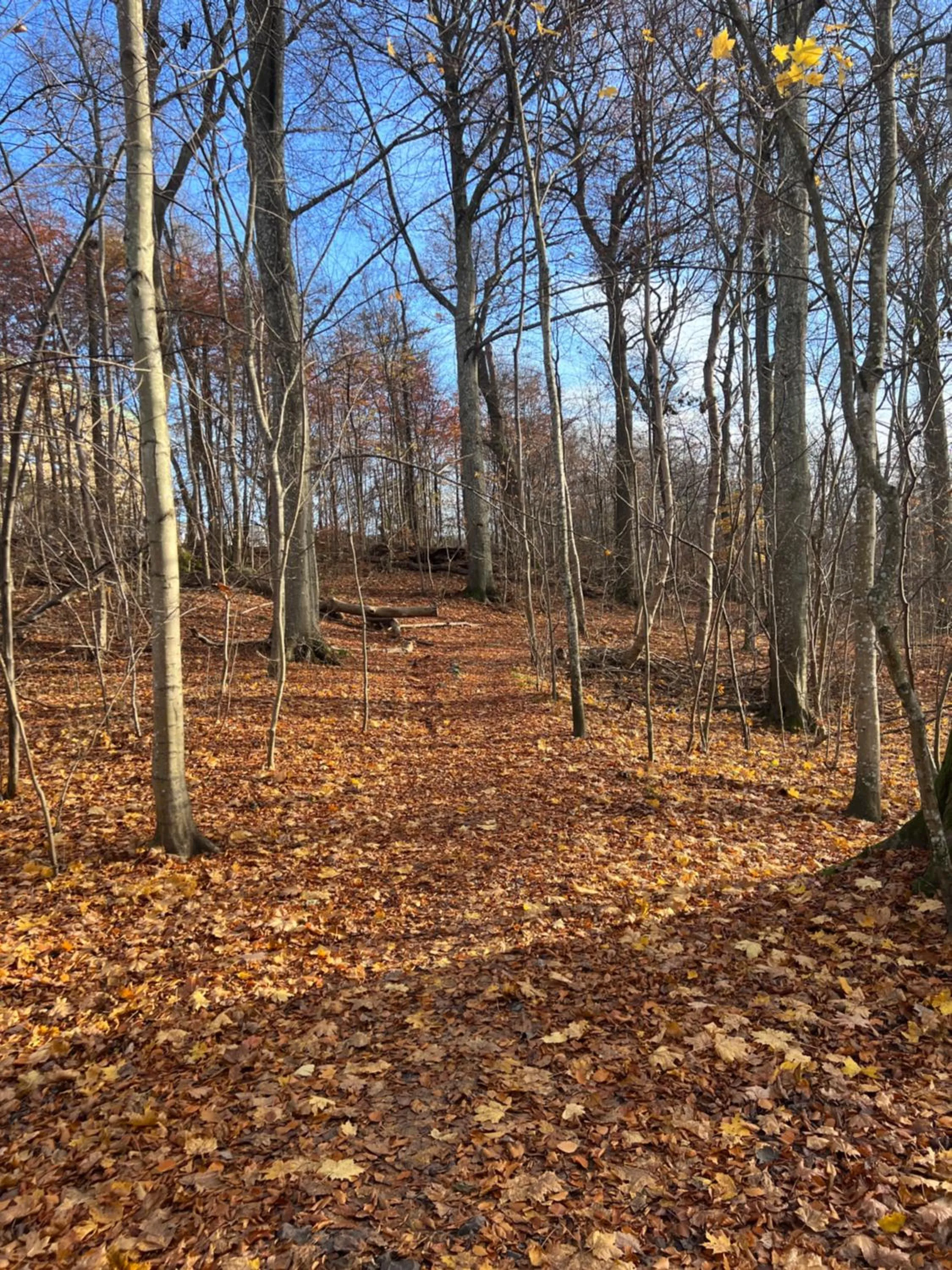 Day in Ewa & Maude Hotel